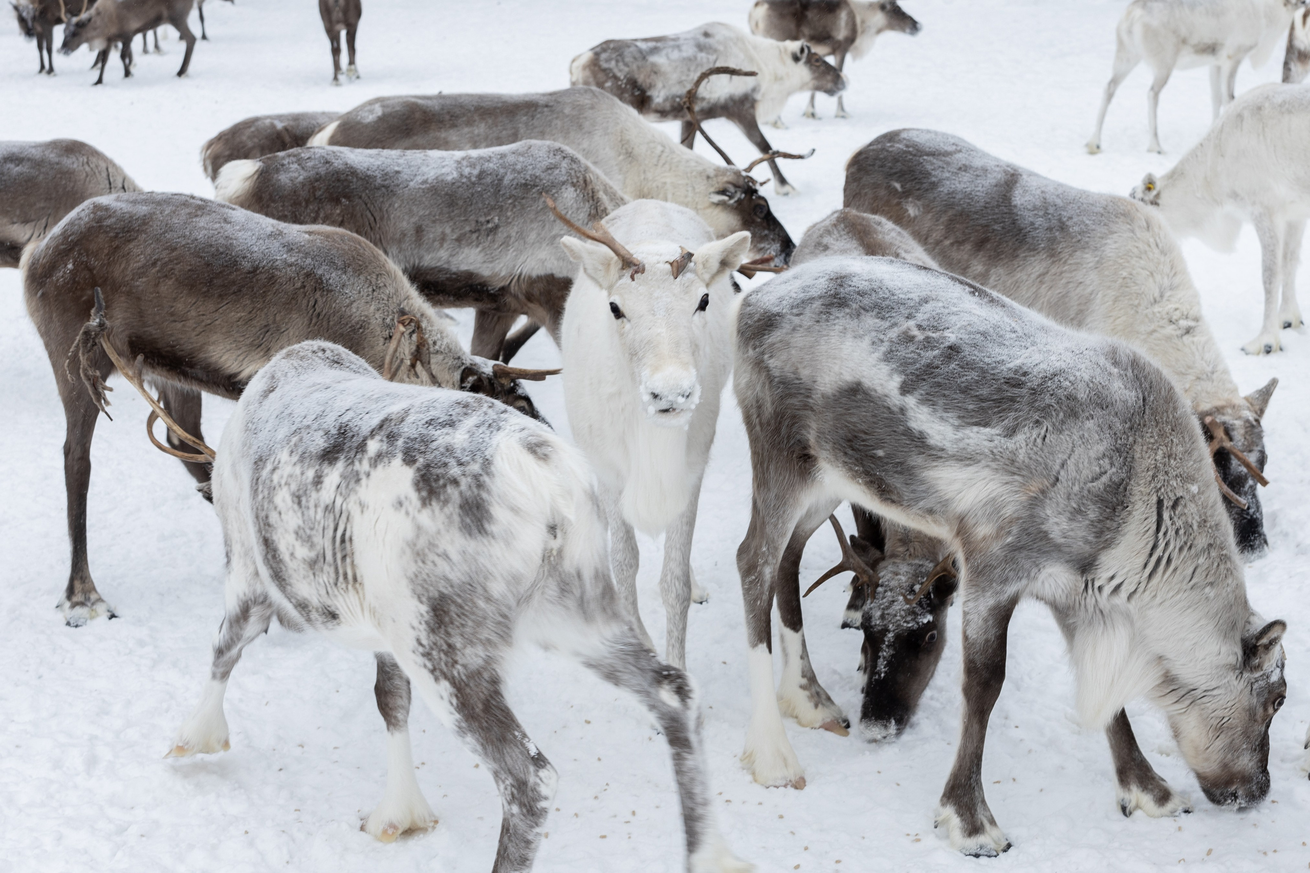 Земля кошачьего локотка (2025). Документальный фотограф Зданович Антон