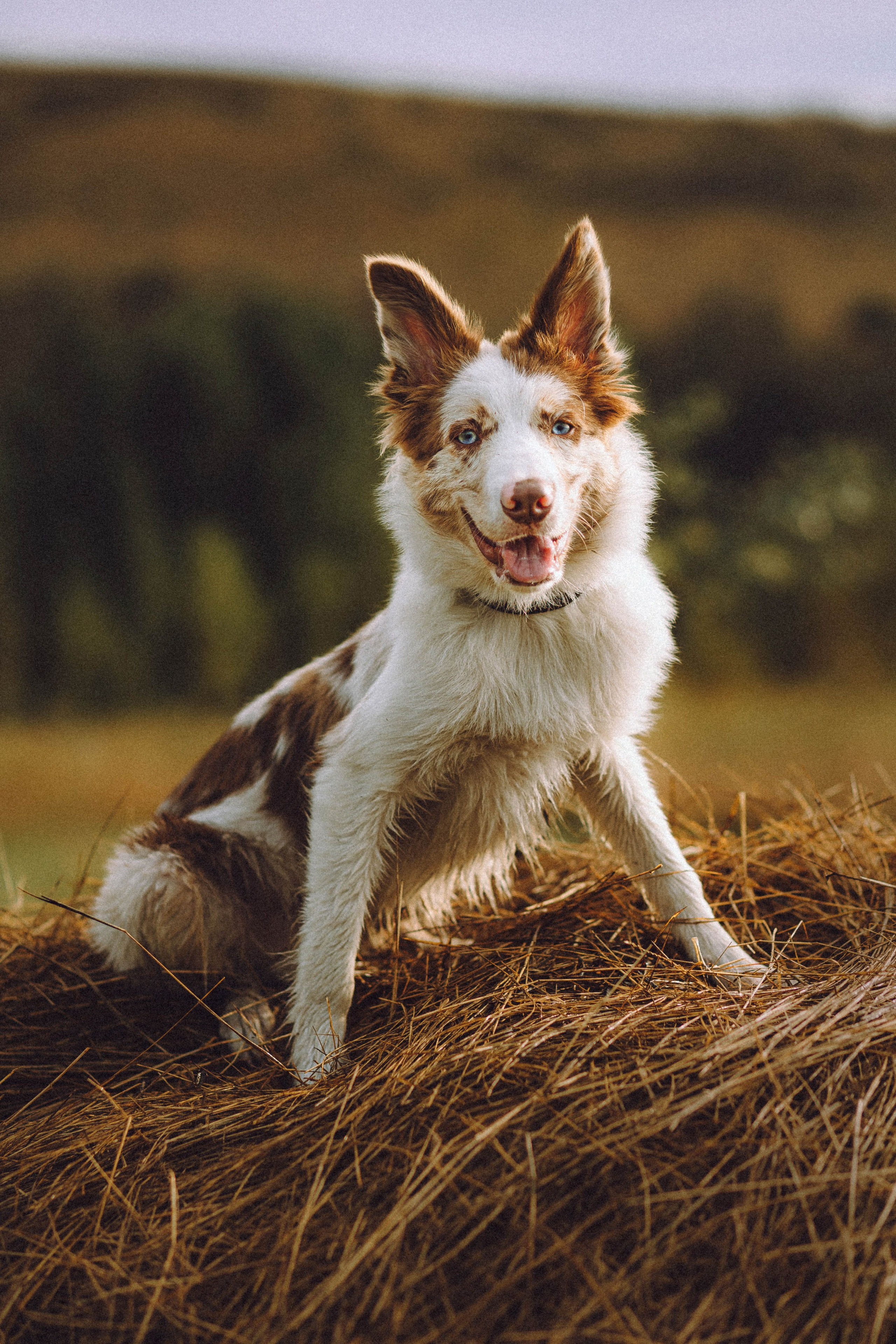 Оля, Саша и Айко