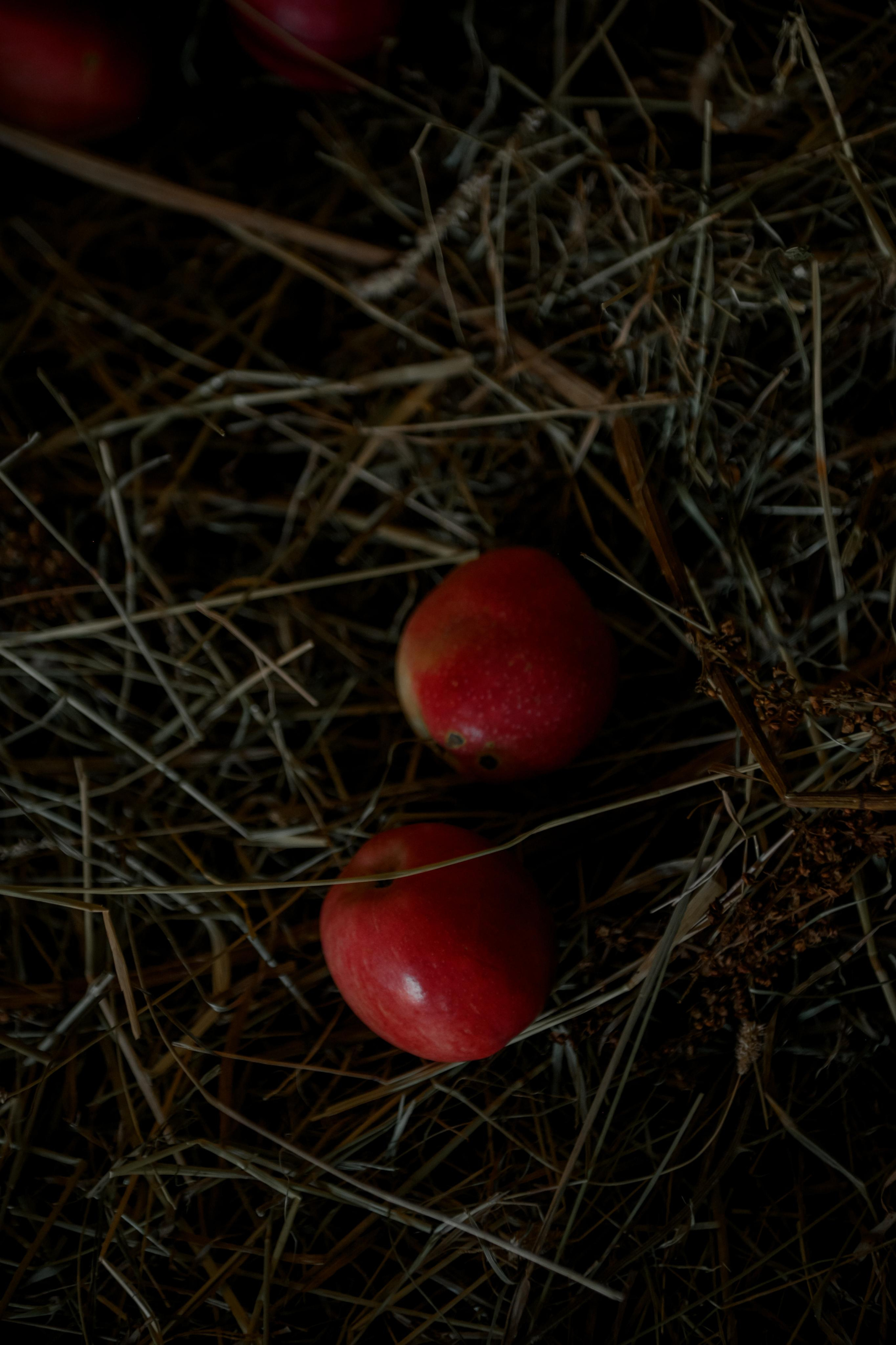 ВЛАД И НАСТЯ. Свадебный и семейный фотограф Ольга Медведева