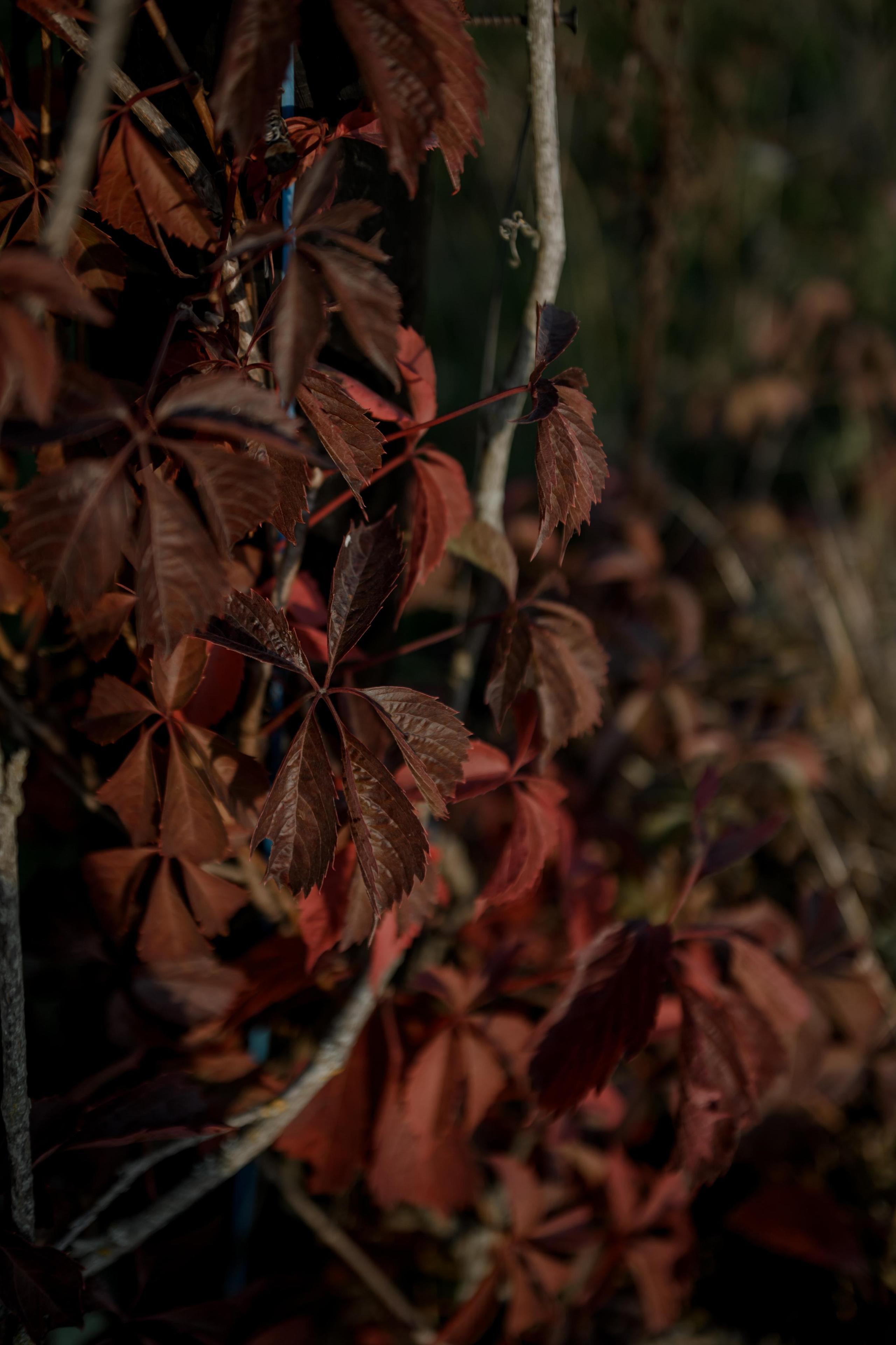 ВЛАД И НАСТЯ. Свадебный и семейный фотограф Ольга Медведева