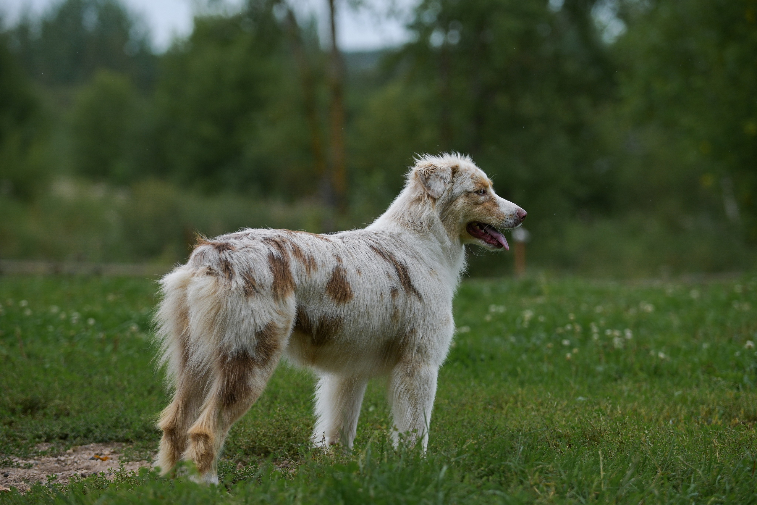 Пастьба собак. Творческий фотограф Вологда
