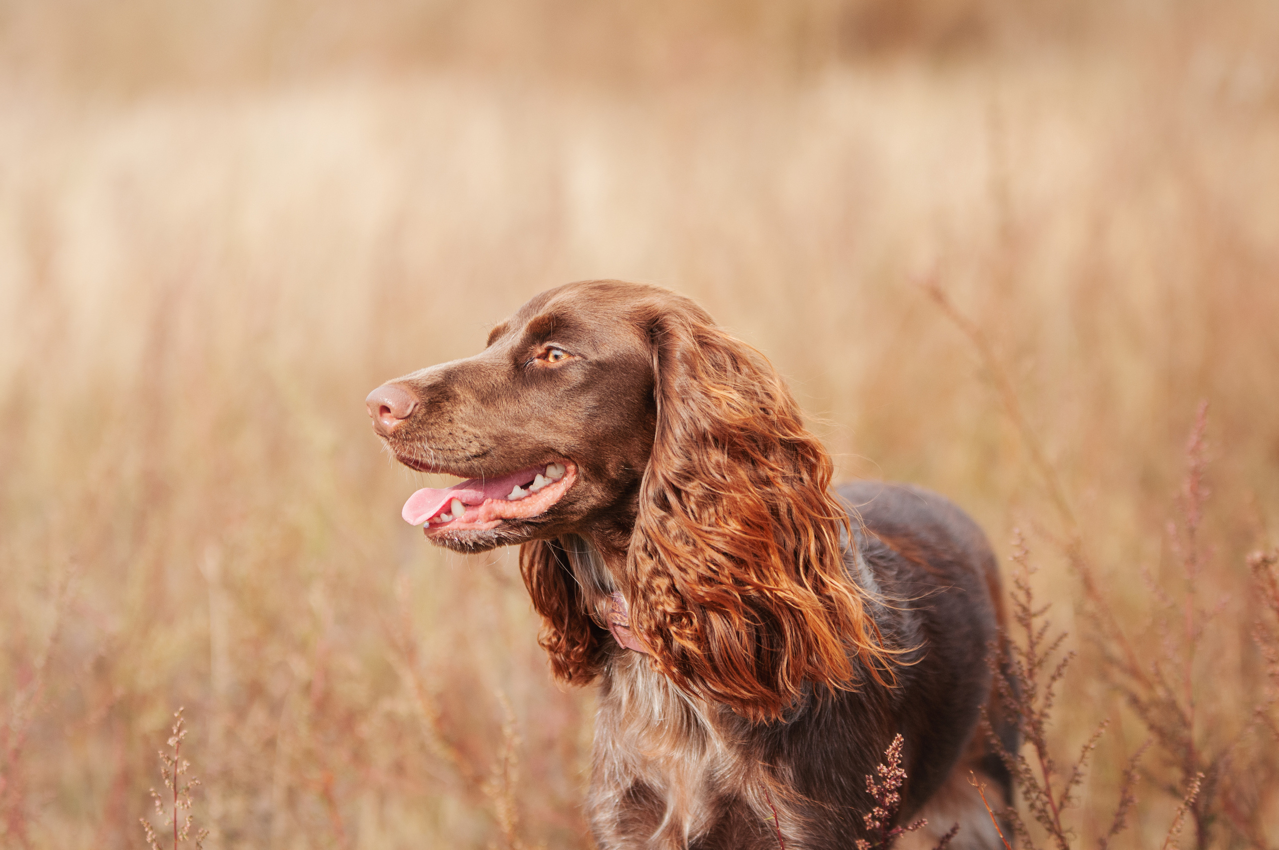 Собаки. Мотофотограф в Нижнем Новгороде Динара Зуйкова