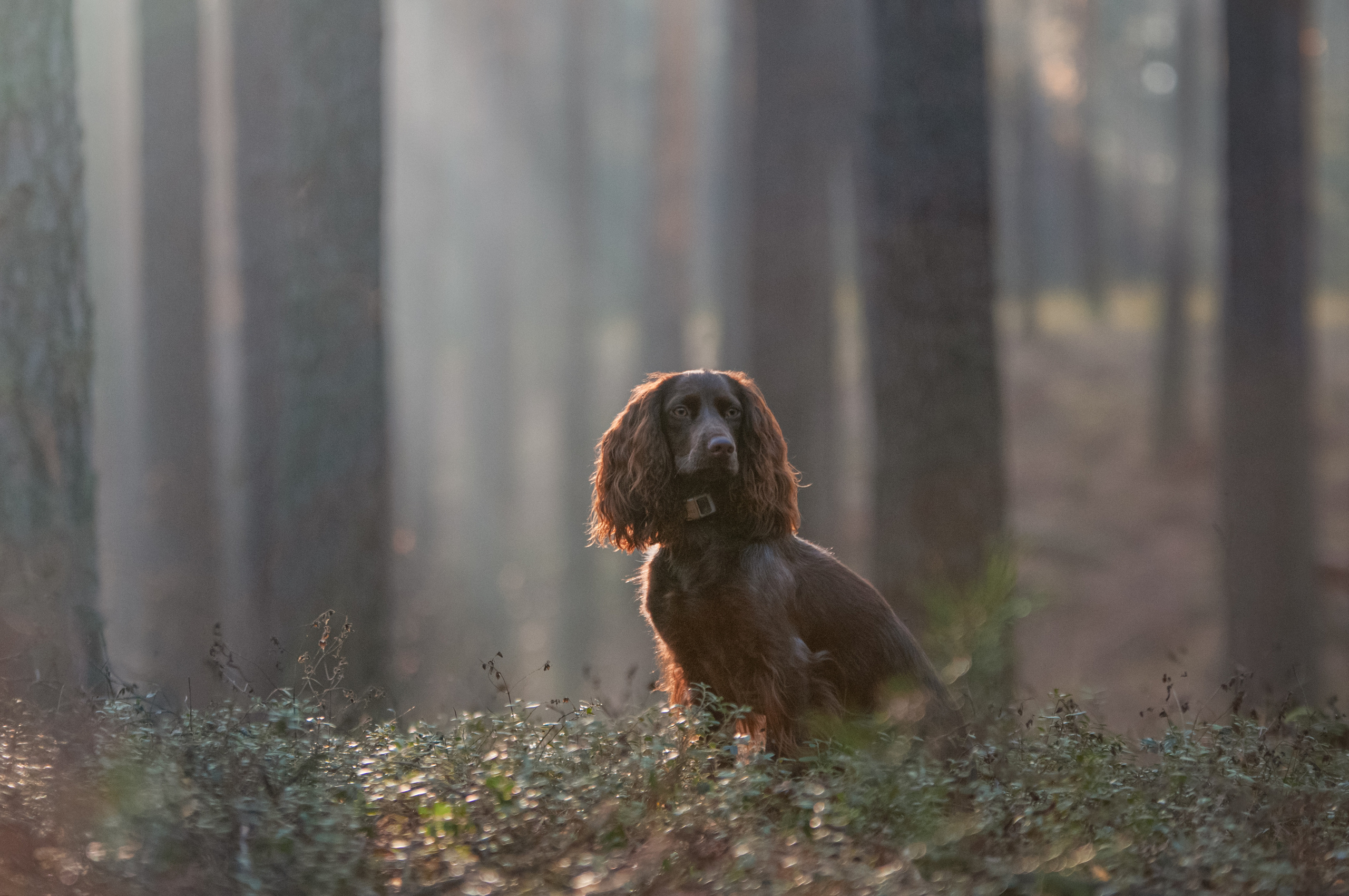 Собаки. Мотофотограф в Нижнем Новгороде Динара Зуйкова
