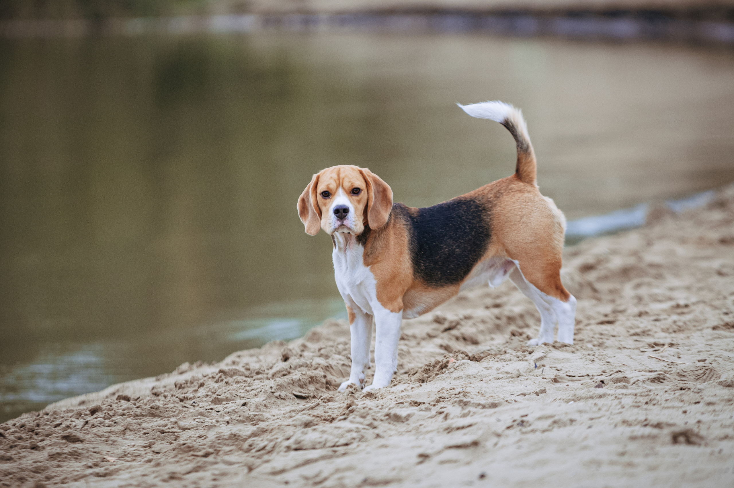 Бигль Лил. Мотофотограф в Нижнем Новгороде Динара Зуйкова