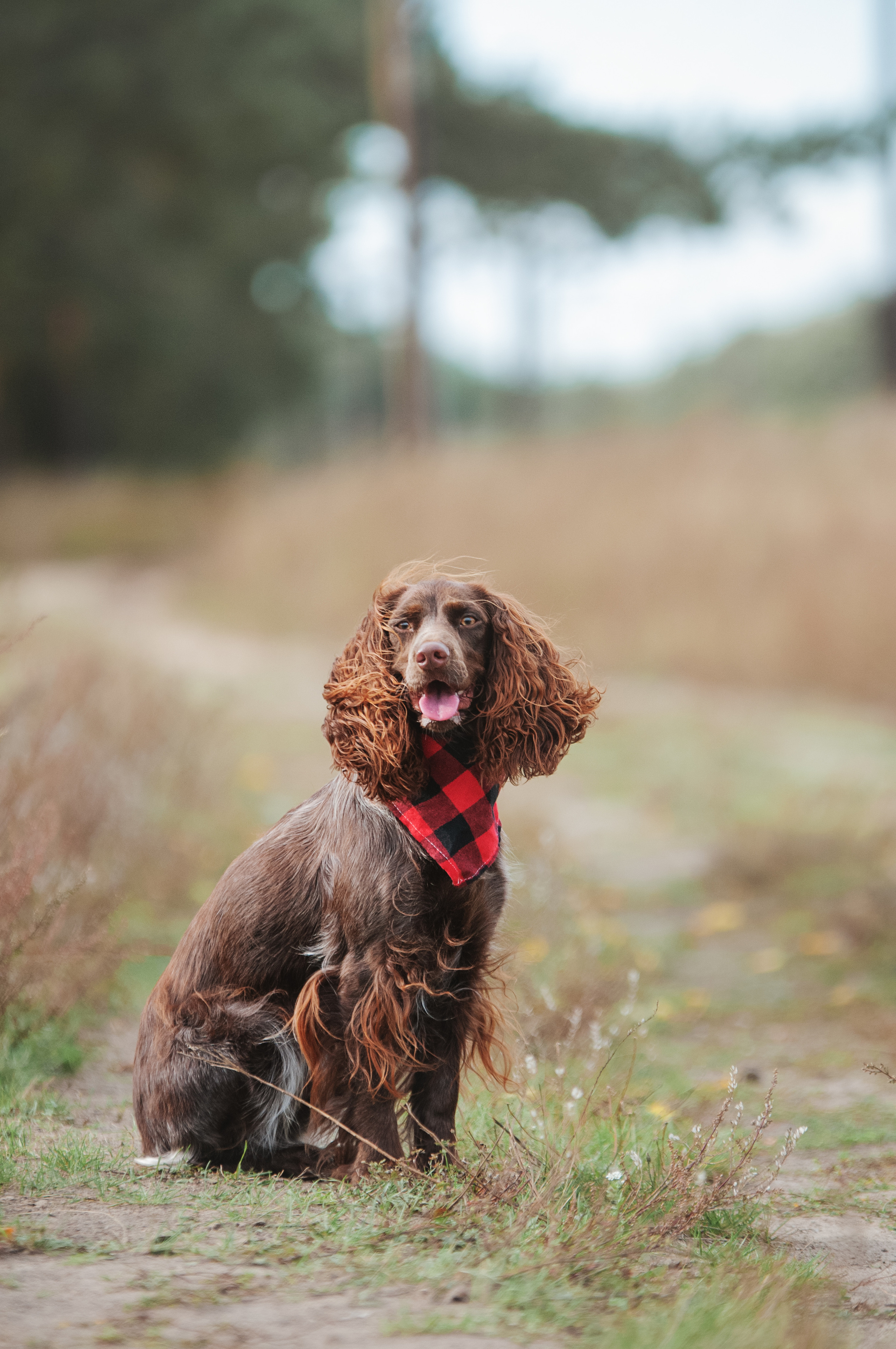 Собаки. Мотофотограф в Нижнем Новгороде Динара Зуйкова