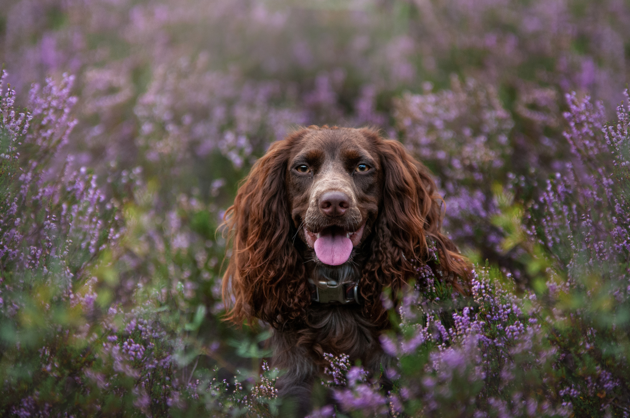 Собаки. Мотофотограф в Нижнем Новгороде Динара Зуйкова