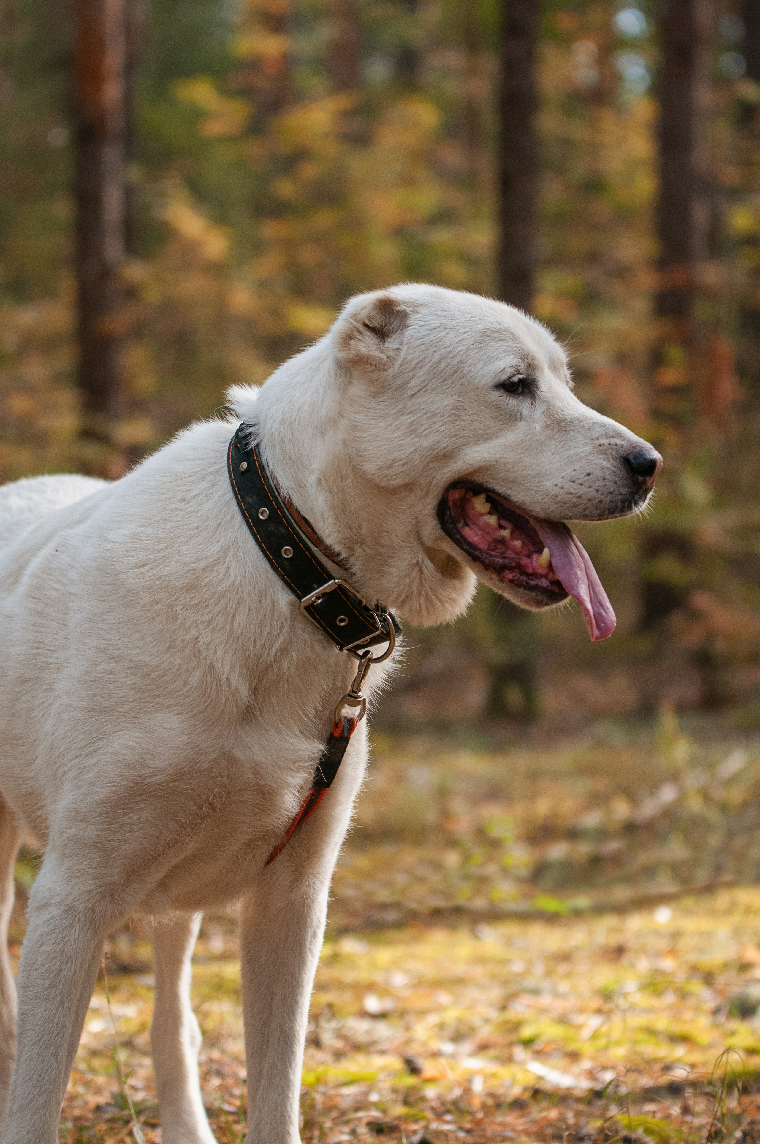 Собаки. Мотофотограф в Нижнем Новгороде Динара Зуйкова