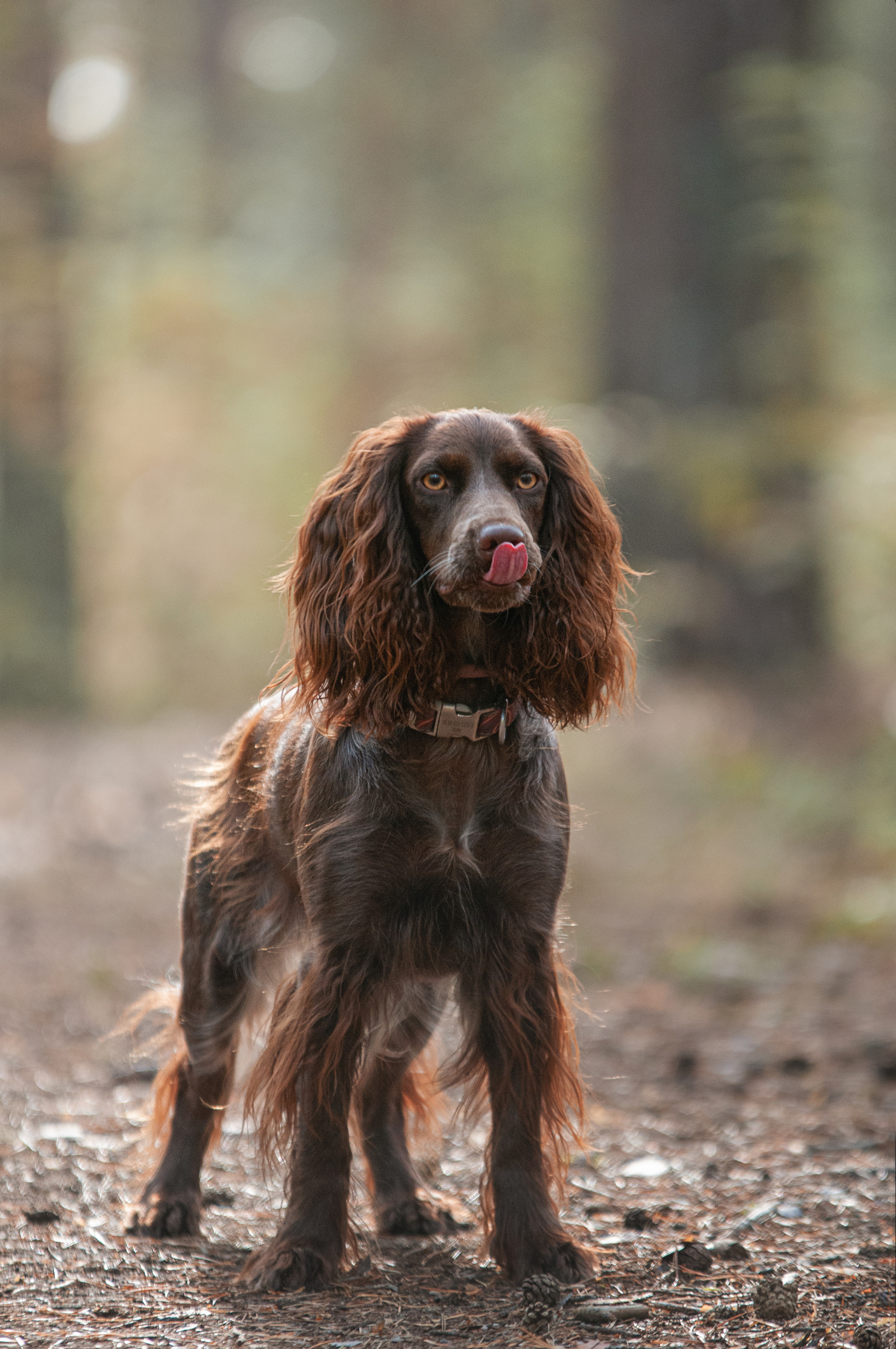 Собаки. Мотофотограф в Нижнем Новгороде Динара Зуйкова