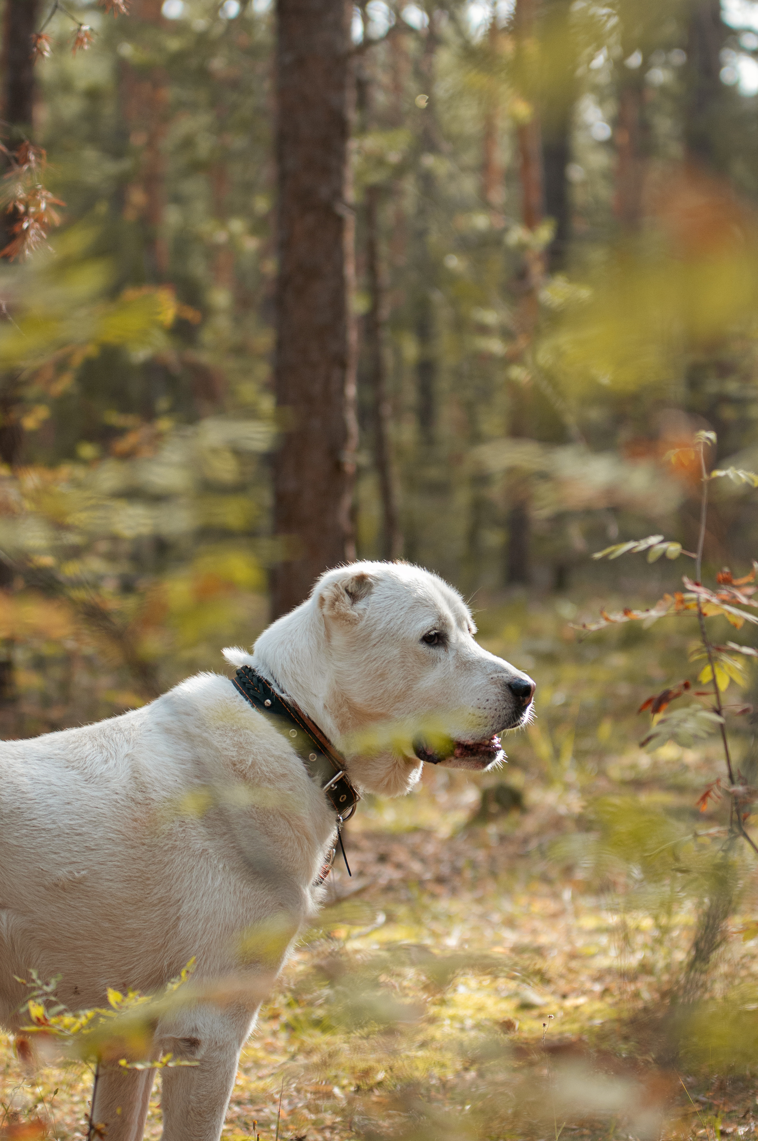 Собаки. Мотофотограф в Нижнем Новгороде Динара Зуйкова