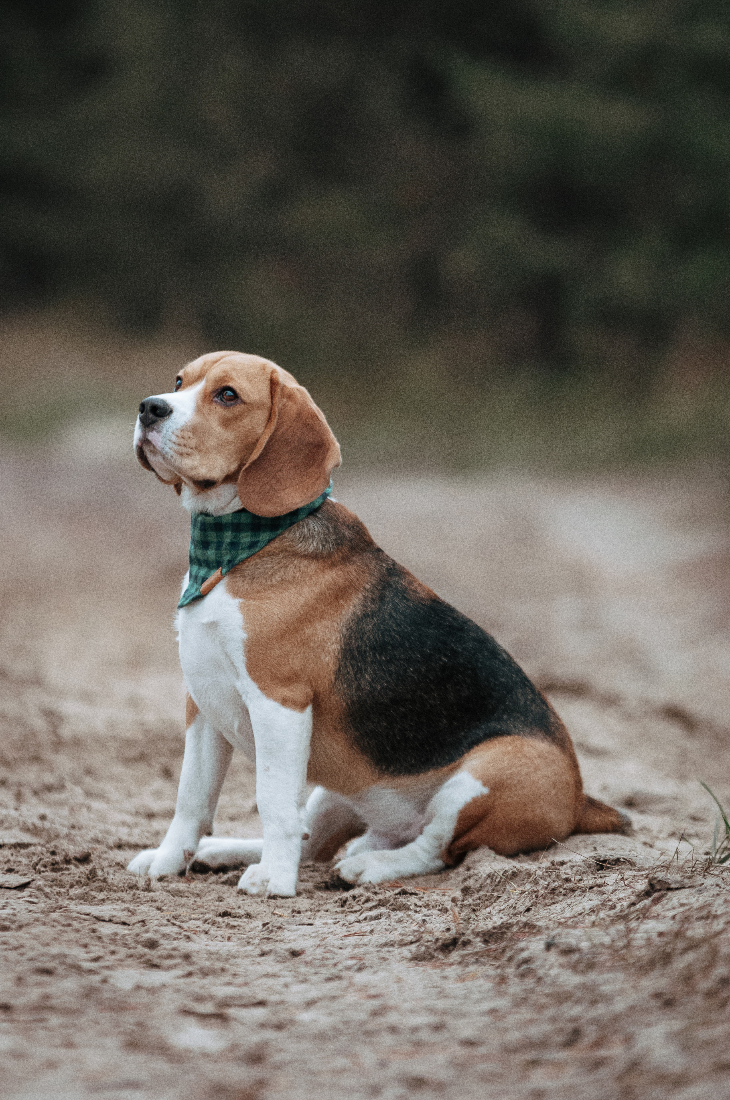 Собаки. Мотофотограф в Нижнем Новгороде Динара Зуйкова