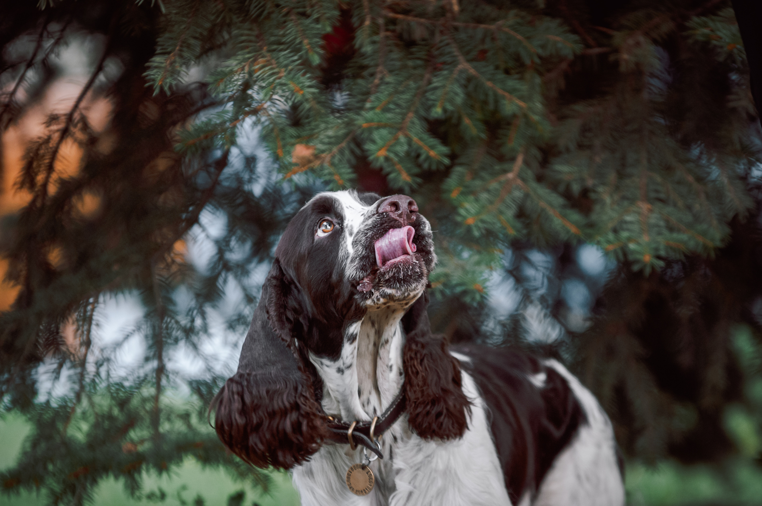 Собаки. Мотофотограф в Нижнем Новгороде Динара Зуйкова