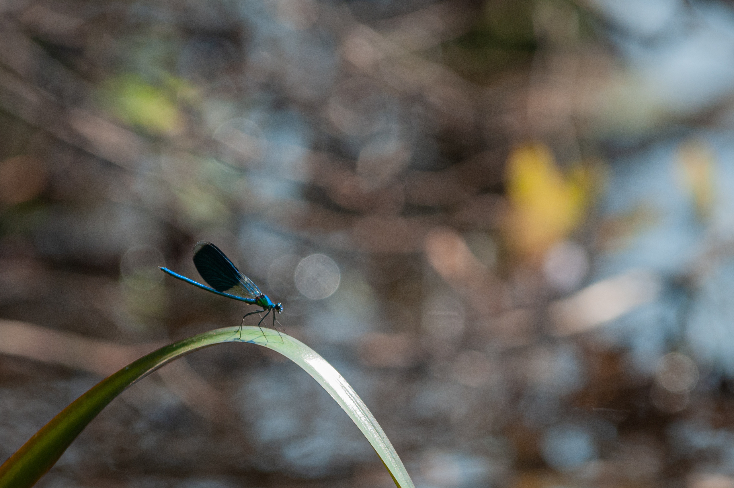 Художественное макро. Мотофотограф в Нижнем Новгороде Динара Зуйкова