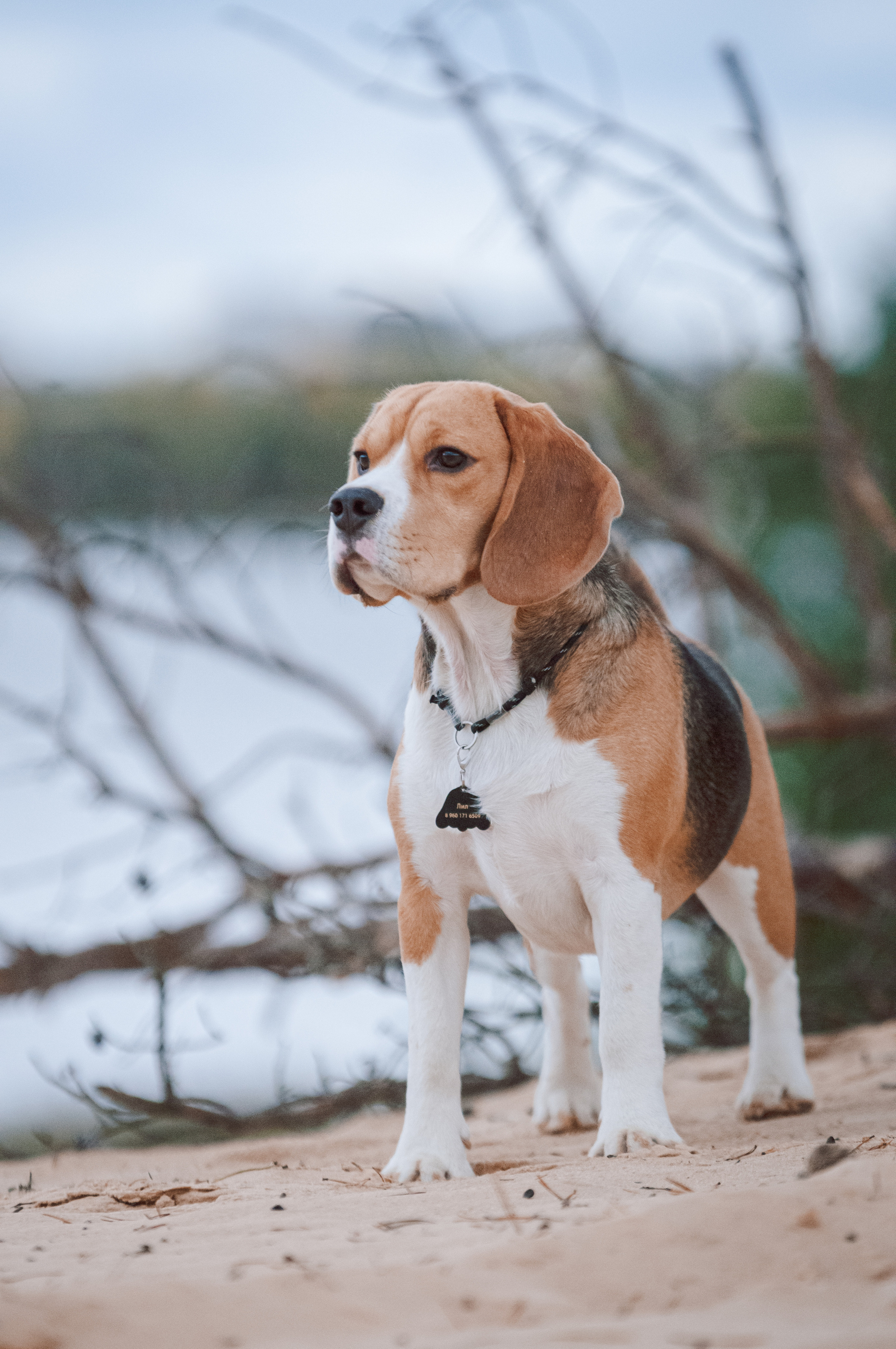 Бигль Лил. Мотофотограф в Нижнем Новгороде Динара Зуйкова