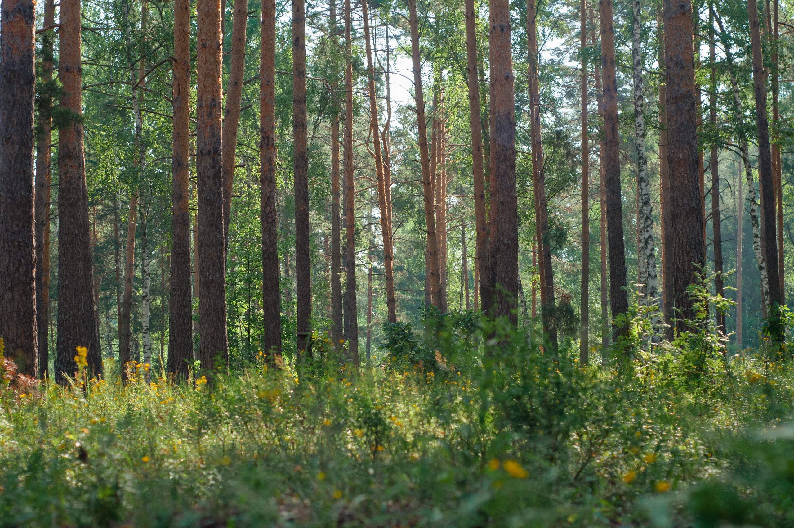 Природа. Мотофотограф в Нижнем Новгороде Динара Зуйкова
