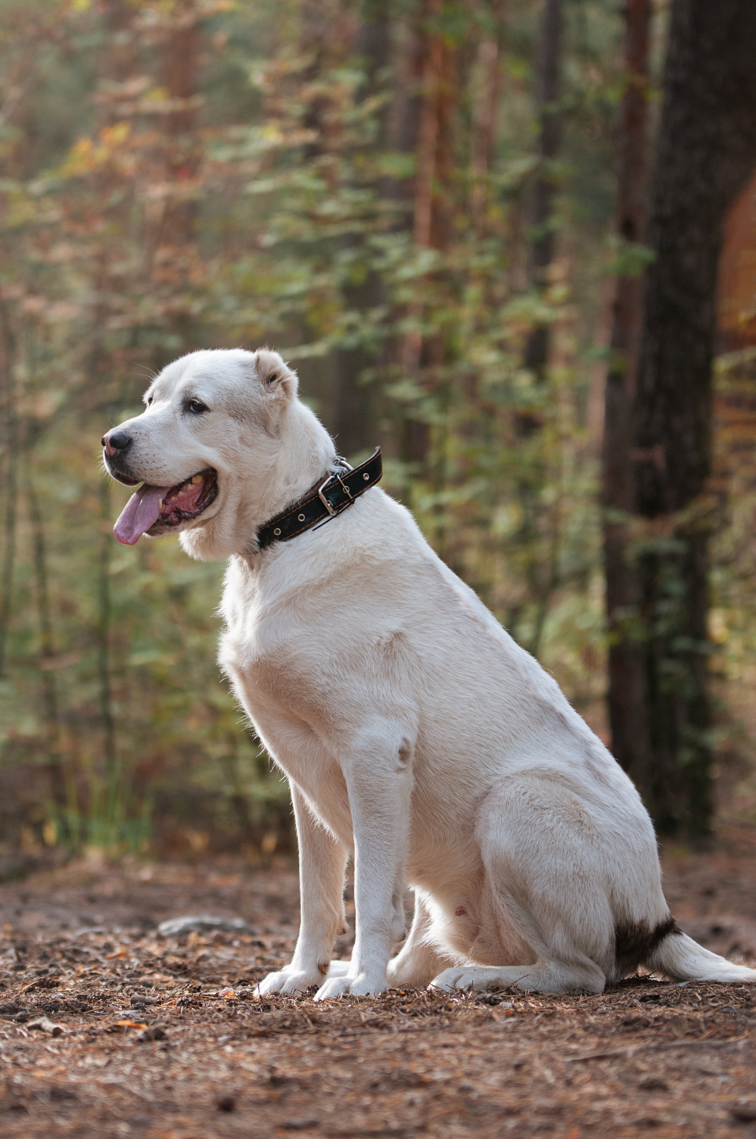 Собаки. Мотофотограф в Нижнем Новгороде Динара Зуйкова
