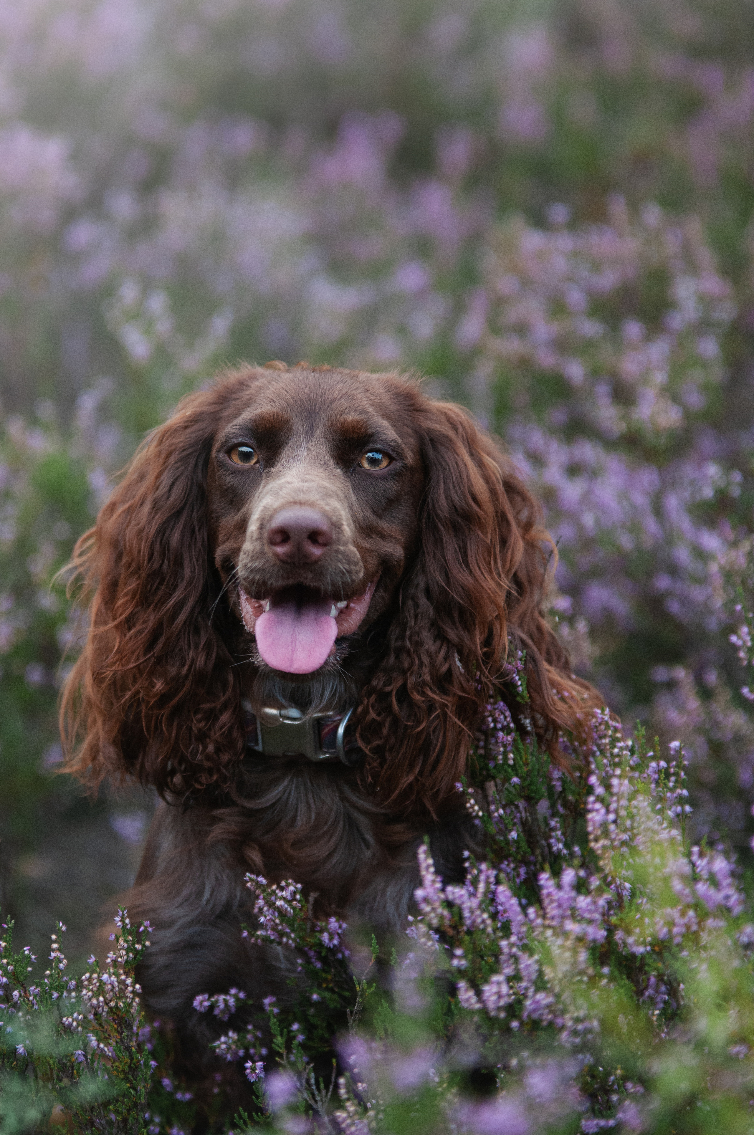 Собаки. Мотофотограф в Нижнем Новгороде Динара Зуйкова