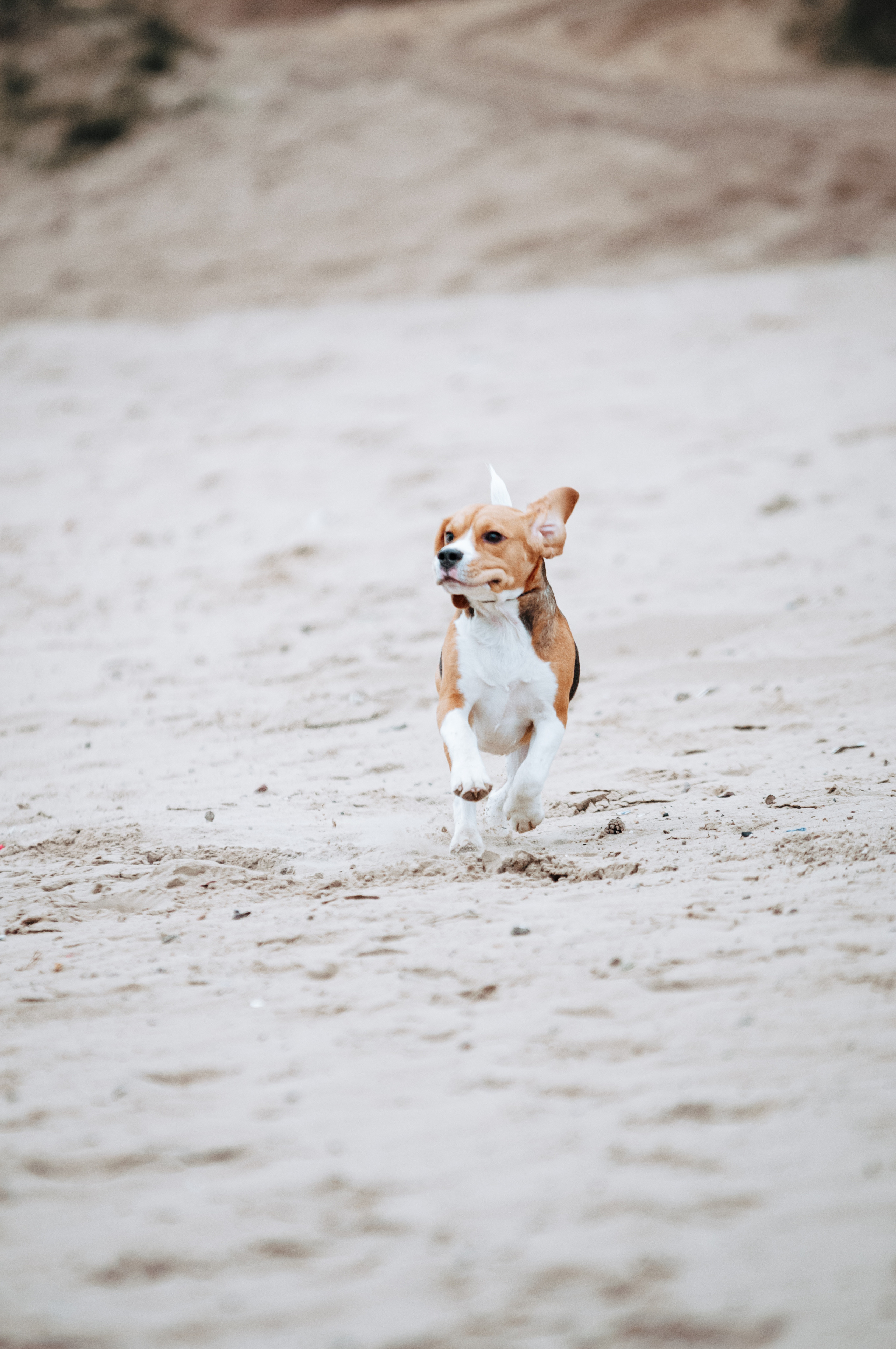 Бигль Лил. Мотофотограф в Нижнем Новгороде Динара Зуйкова