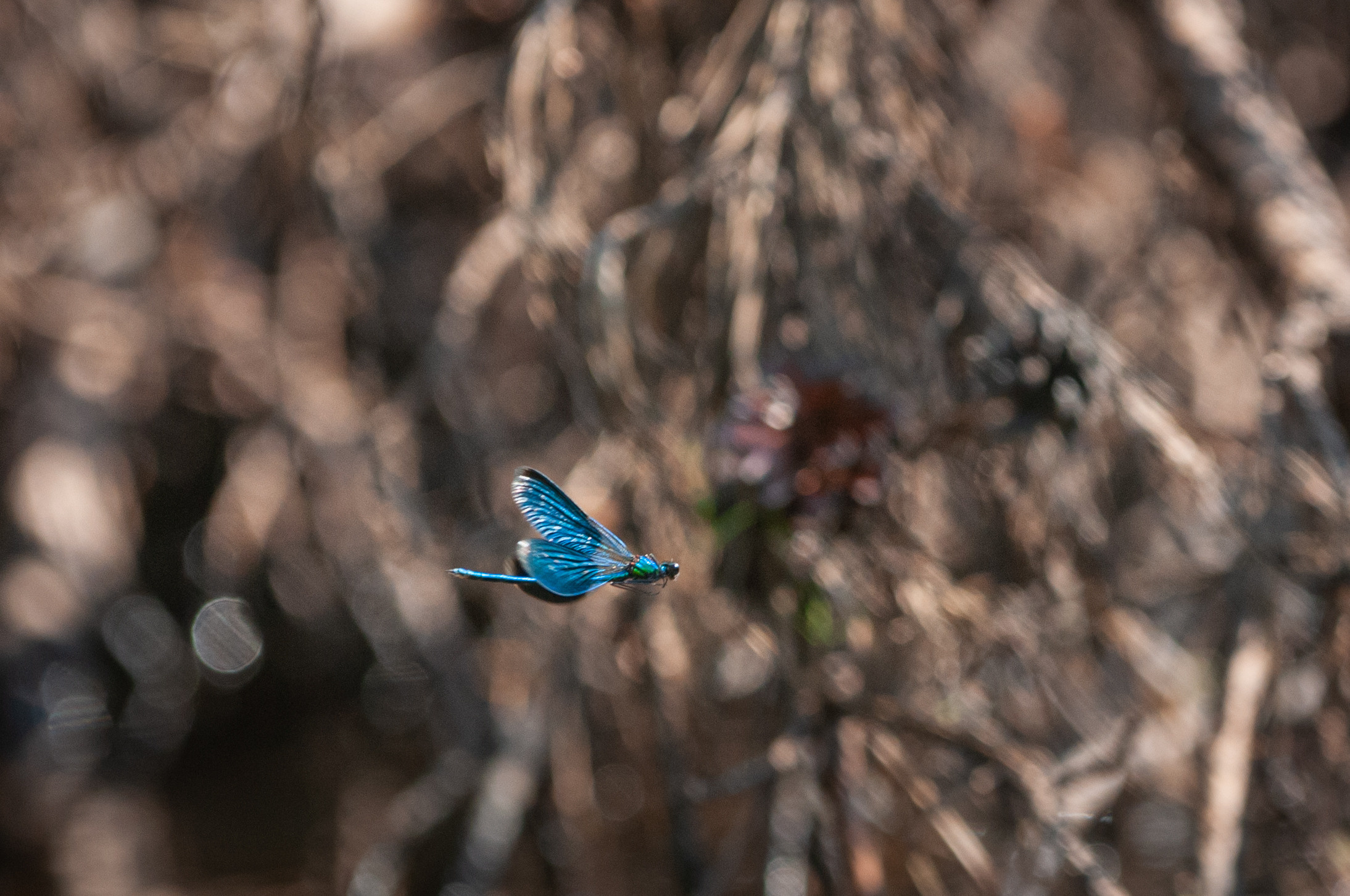 Художественное макро. Мотофотограф в Нижнем Новгороде Динара Зуйкова