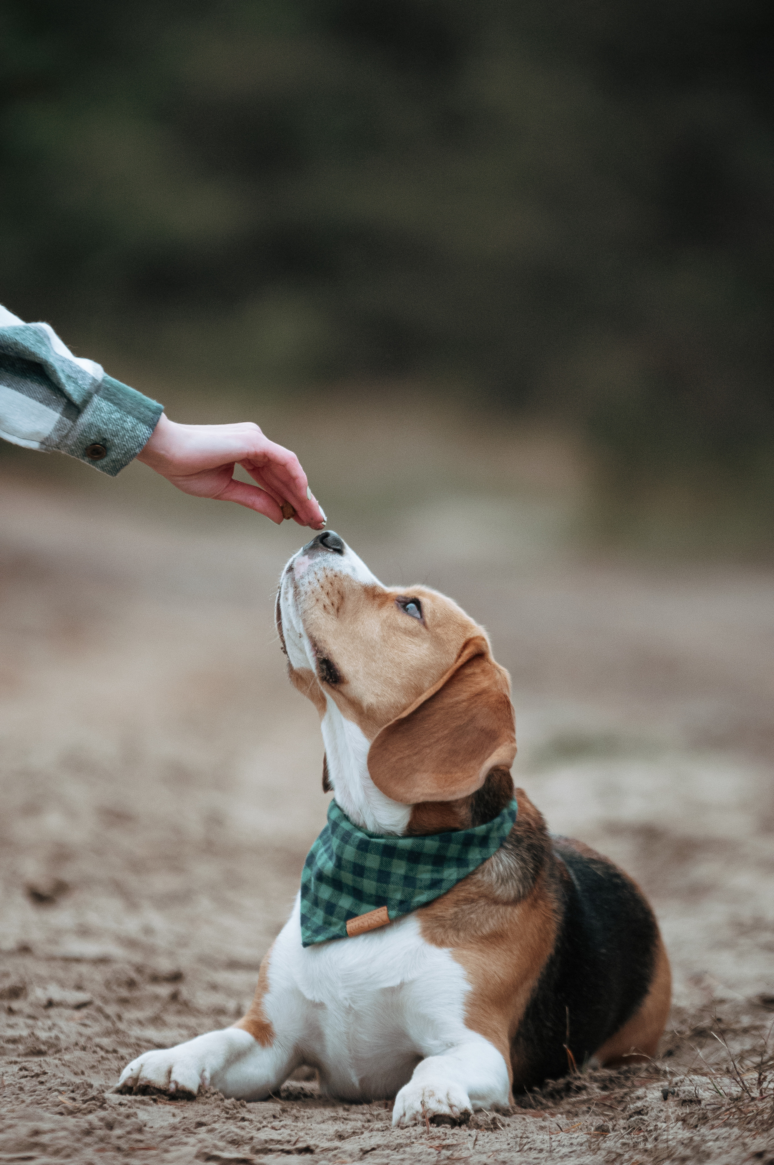 Бигль Лил. Мотофотограф в Нижнем Новгороде Динара Зуйкова