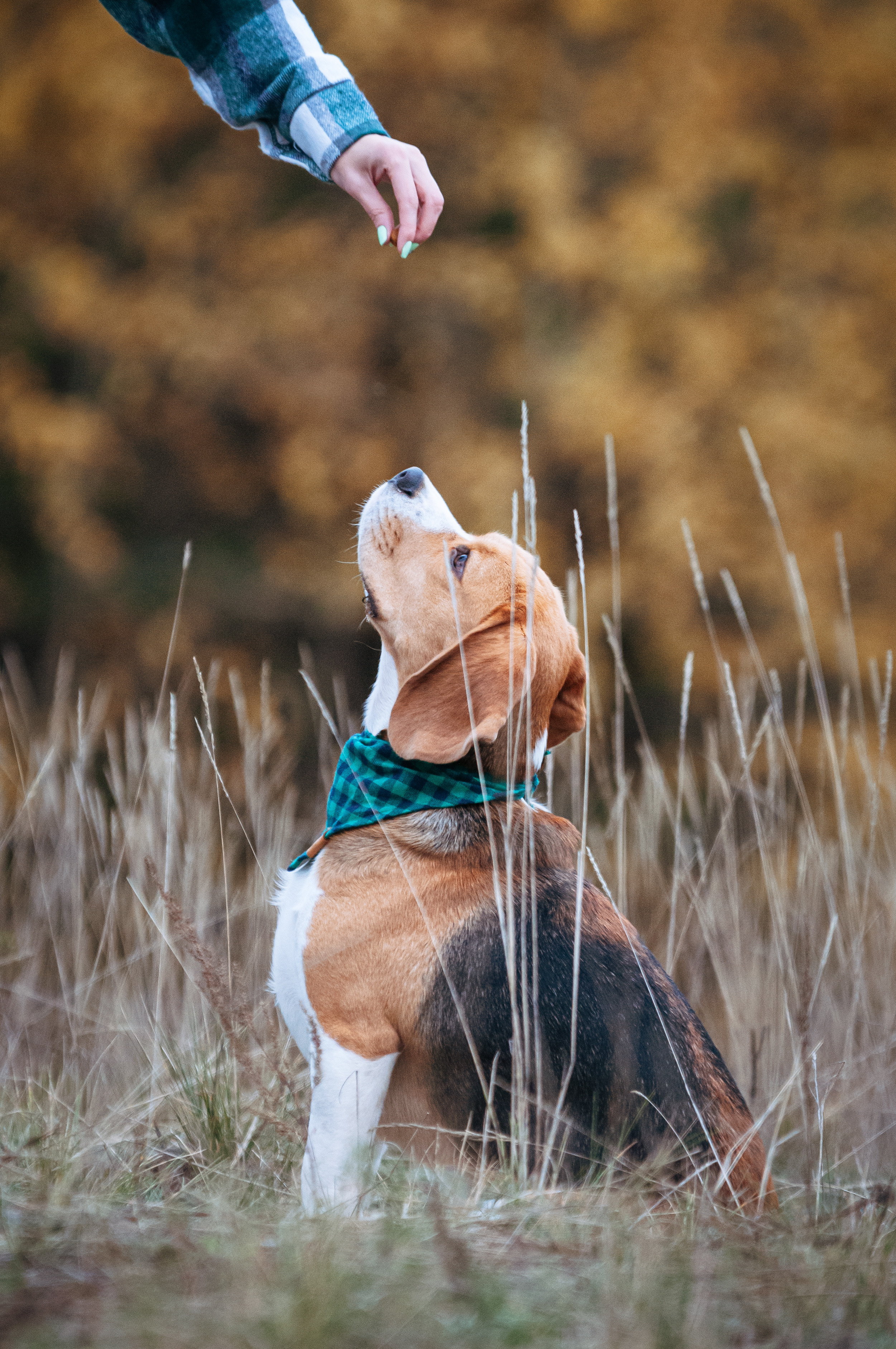 Бигль Лил. Мотофотограф в Нижнем Новгороде Динара Зуйкова