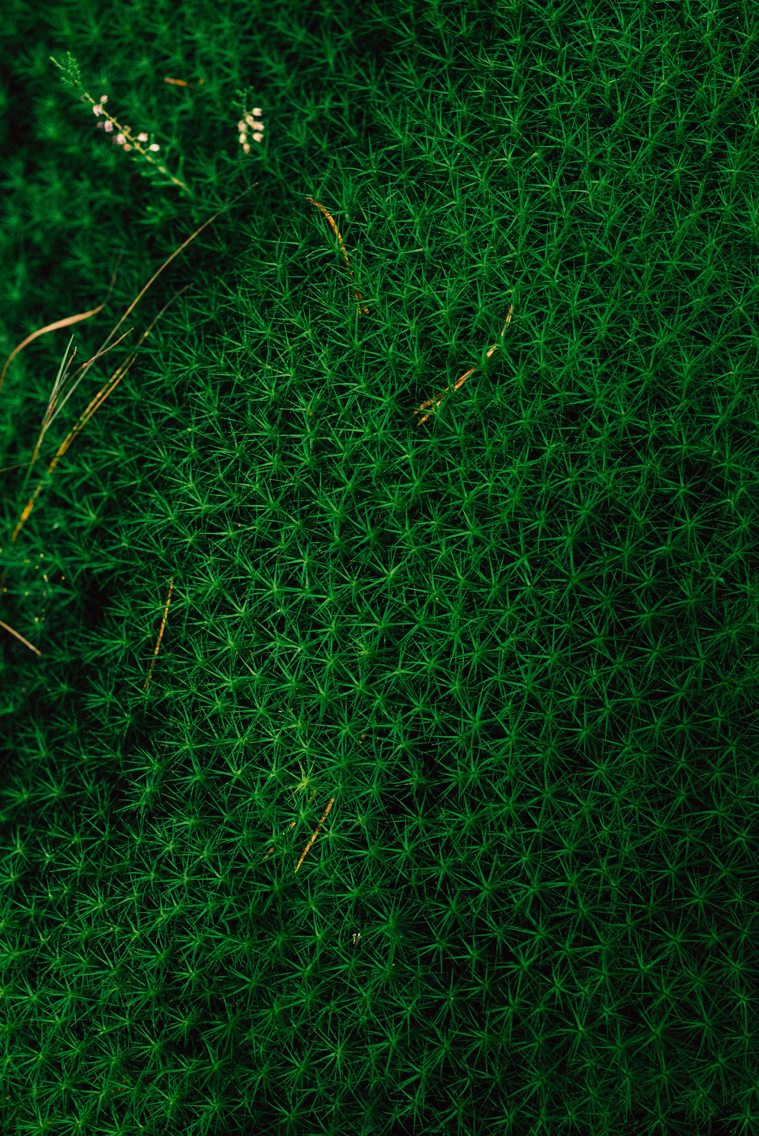 Женская съёмка в лесу. Фотоведьма Дарья Нечинская