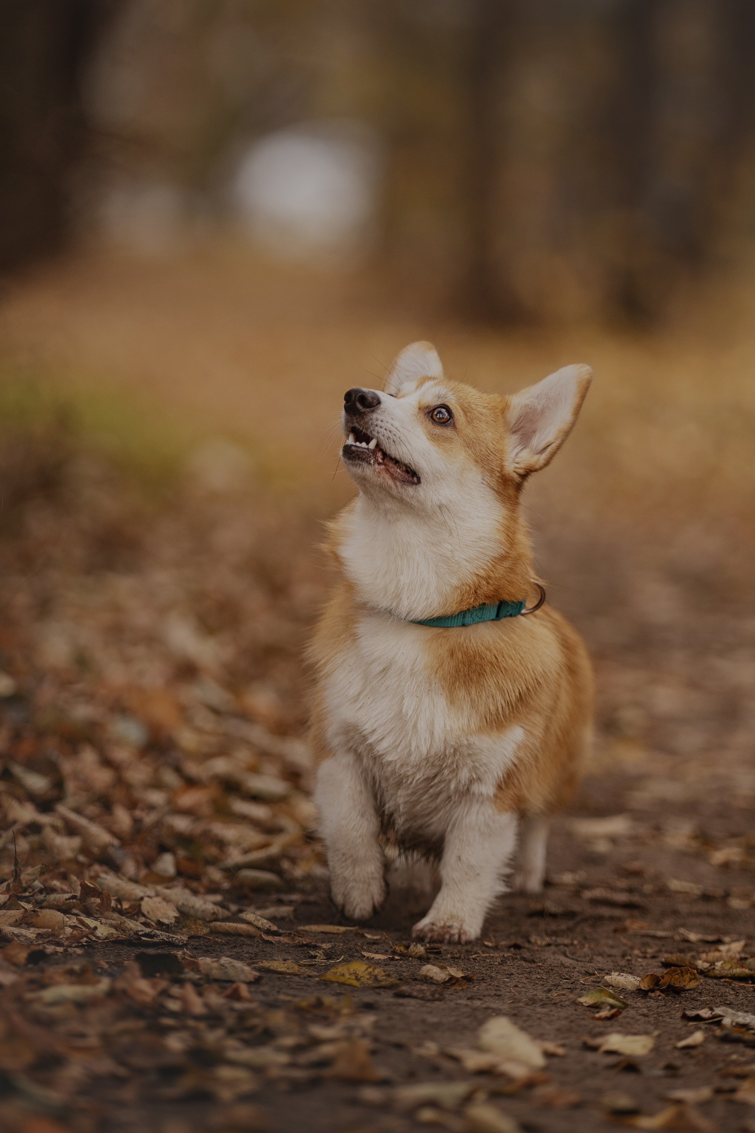 Ольга с семьей и их коргибанда. Kameramotor74