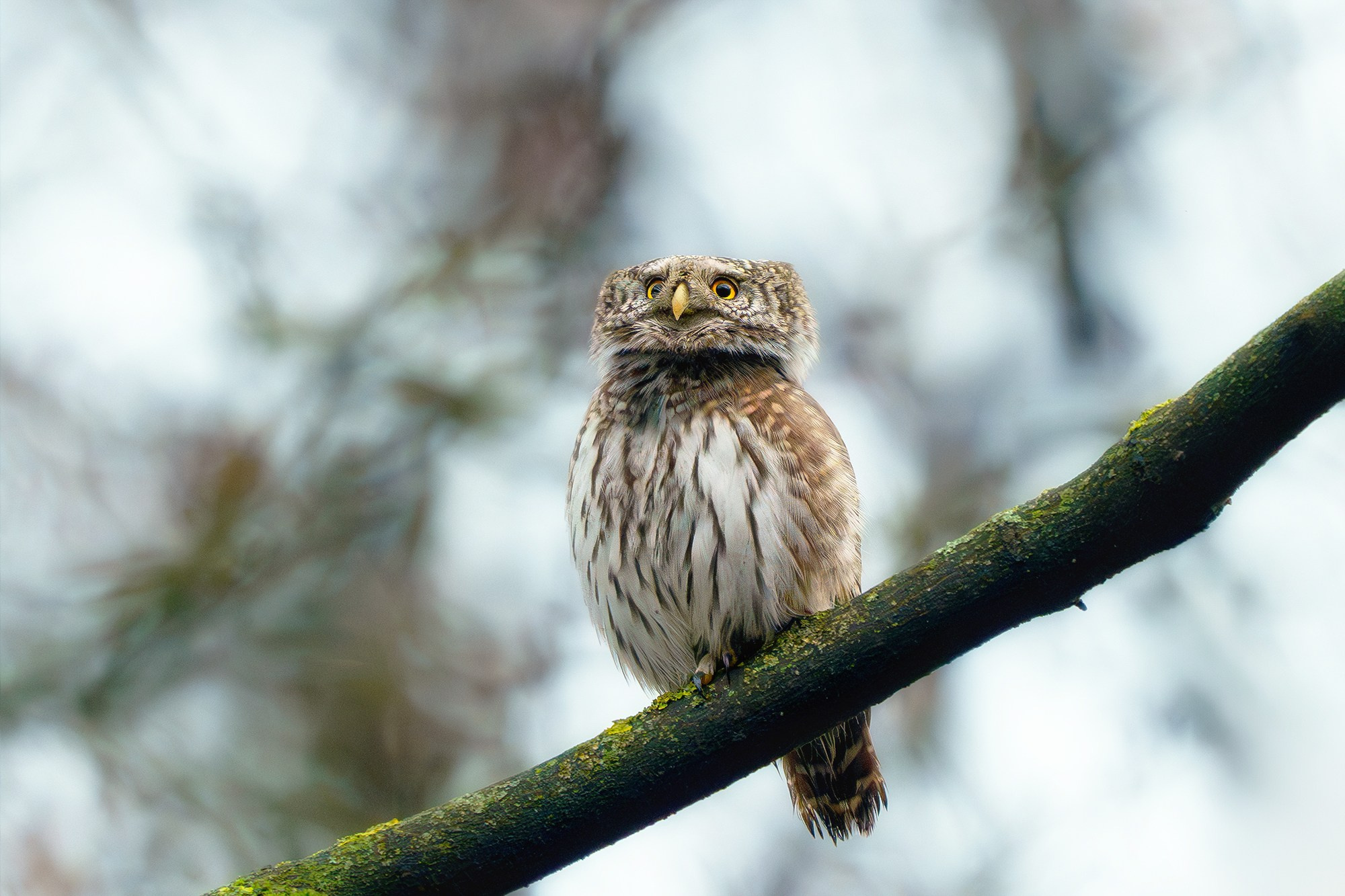 Удивительные мир птиц. Вокруг нас столько прекрасного — присмотритесь!. Ваш личный фотограф Марина Волкова