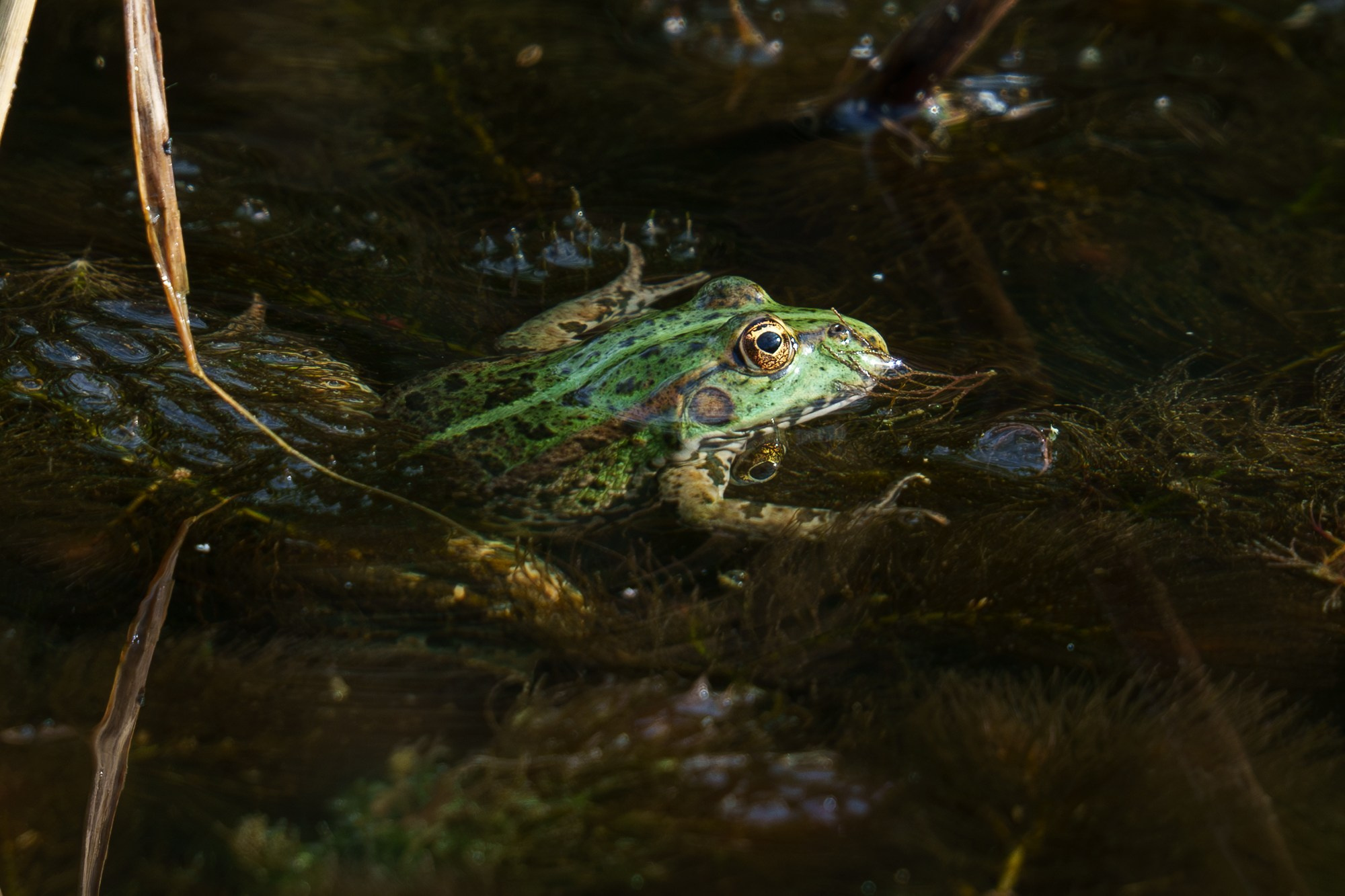 Животные. Ваш личный фотограф Марина Волкова