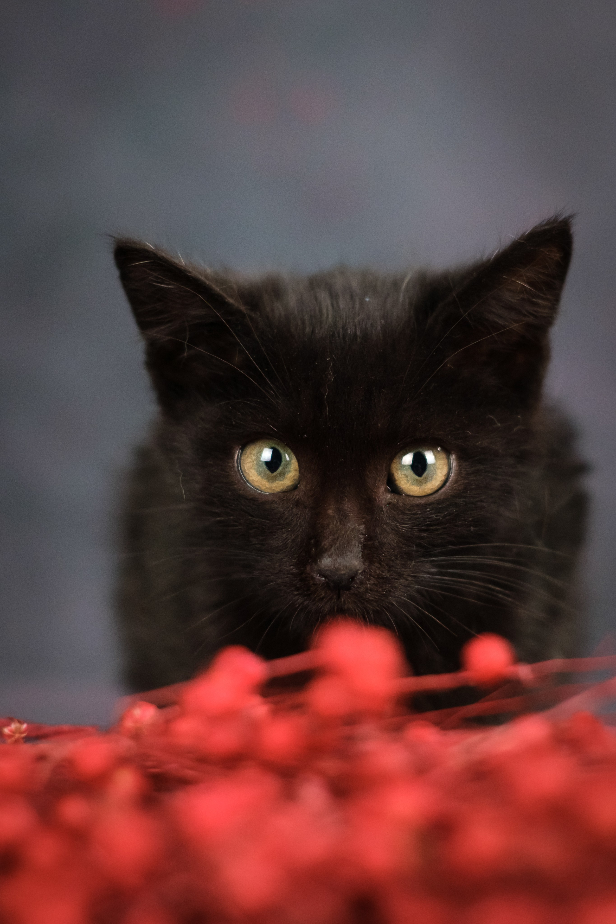 Котята для Ольги. Зоофотограф, фотограф животных в Москве и области Дина Дамоцева