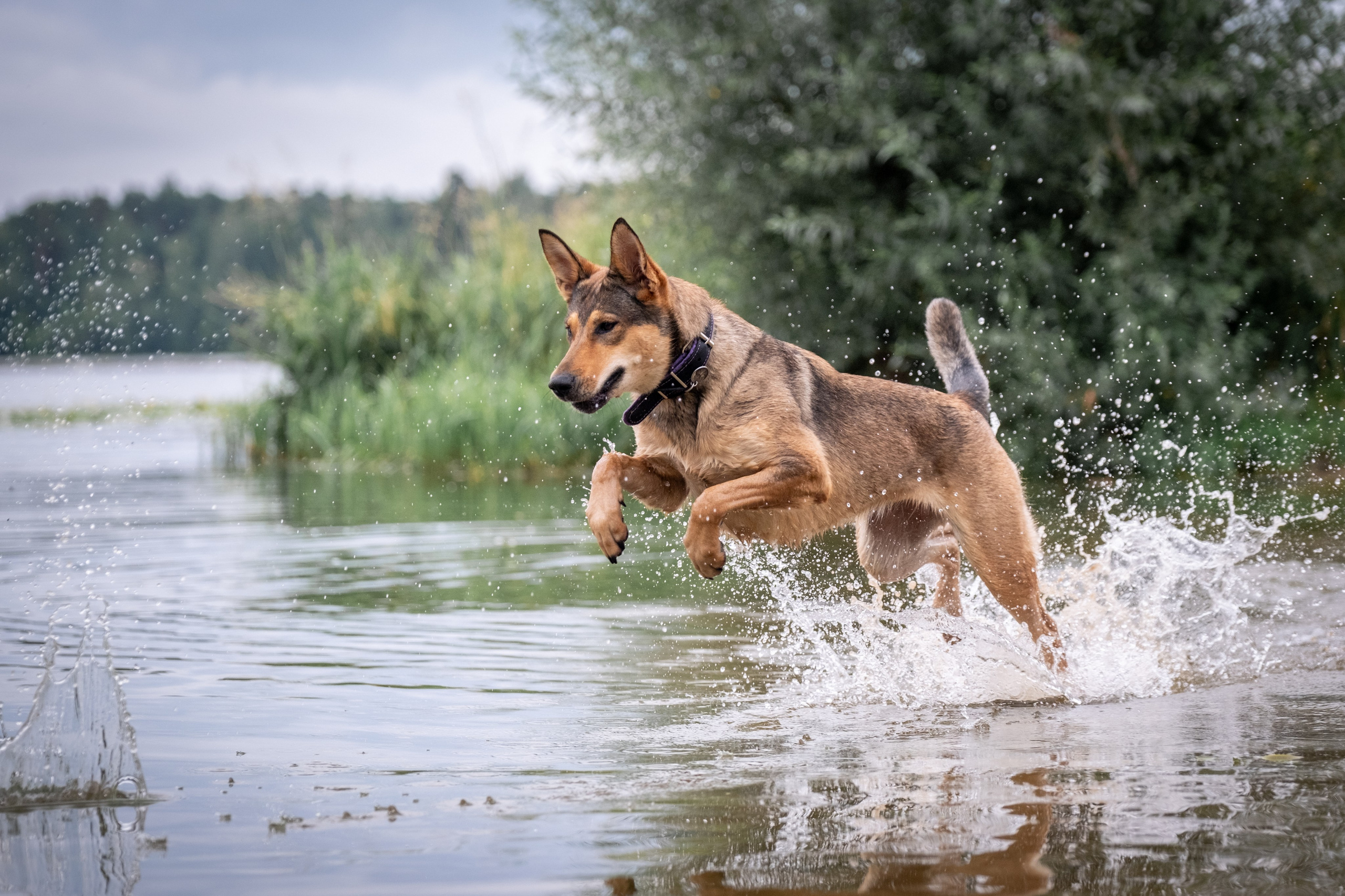 Надя и Луна. Зоофотограф, фотограф животных в Москве и области Дина Дамоцева