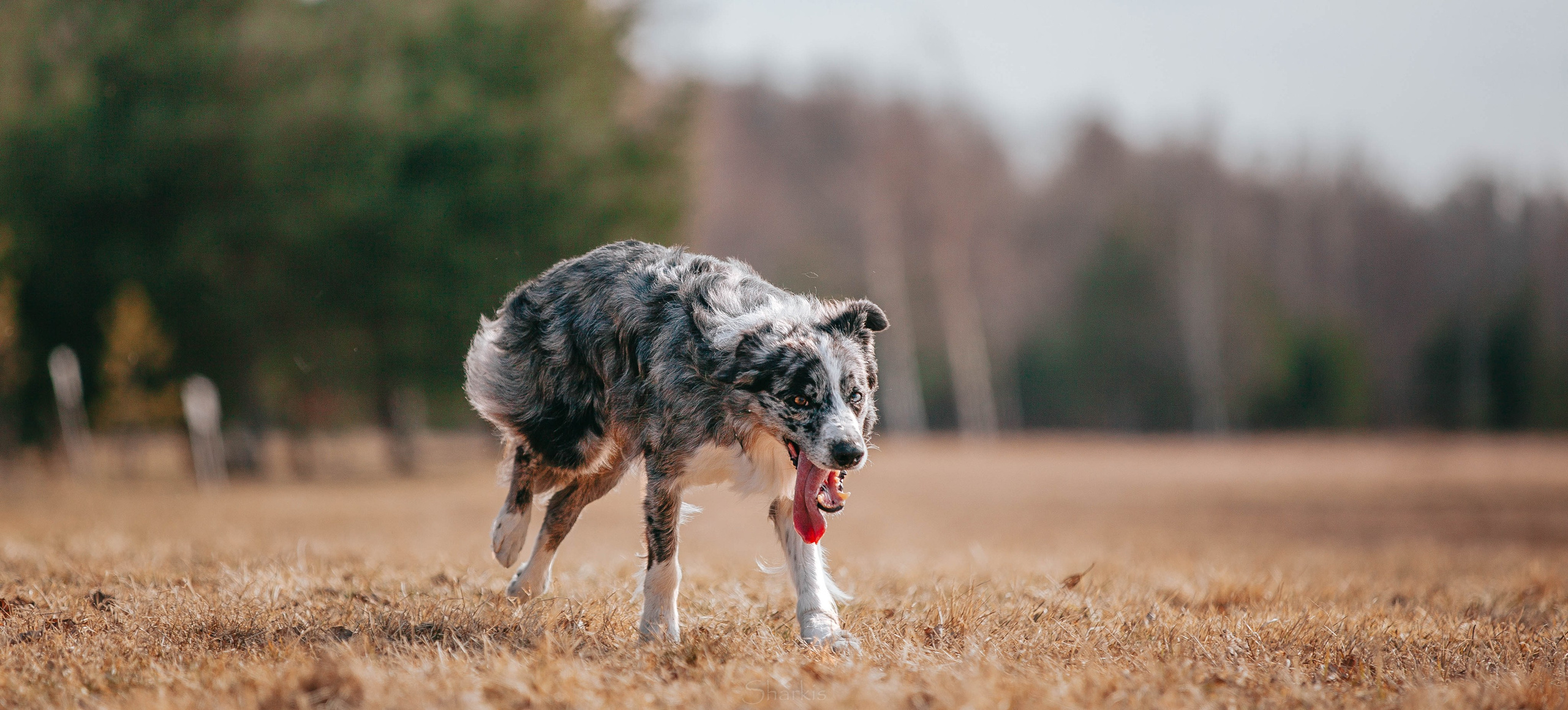 Бордюха, Лора, Берта, Мета. Главная