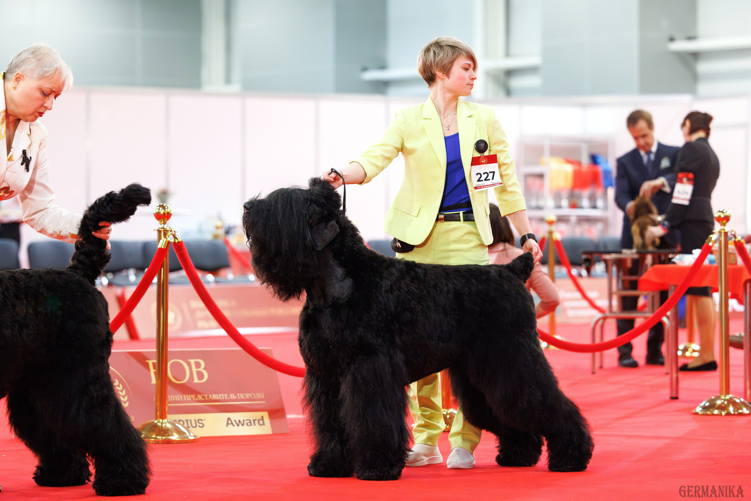 Лучшие Собаки России 17-18.02.2024. Фотограф-анималист Юлия Германика