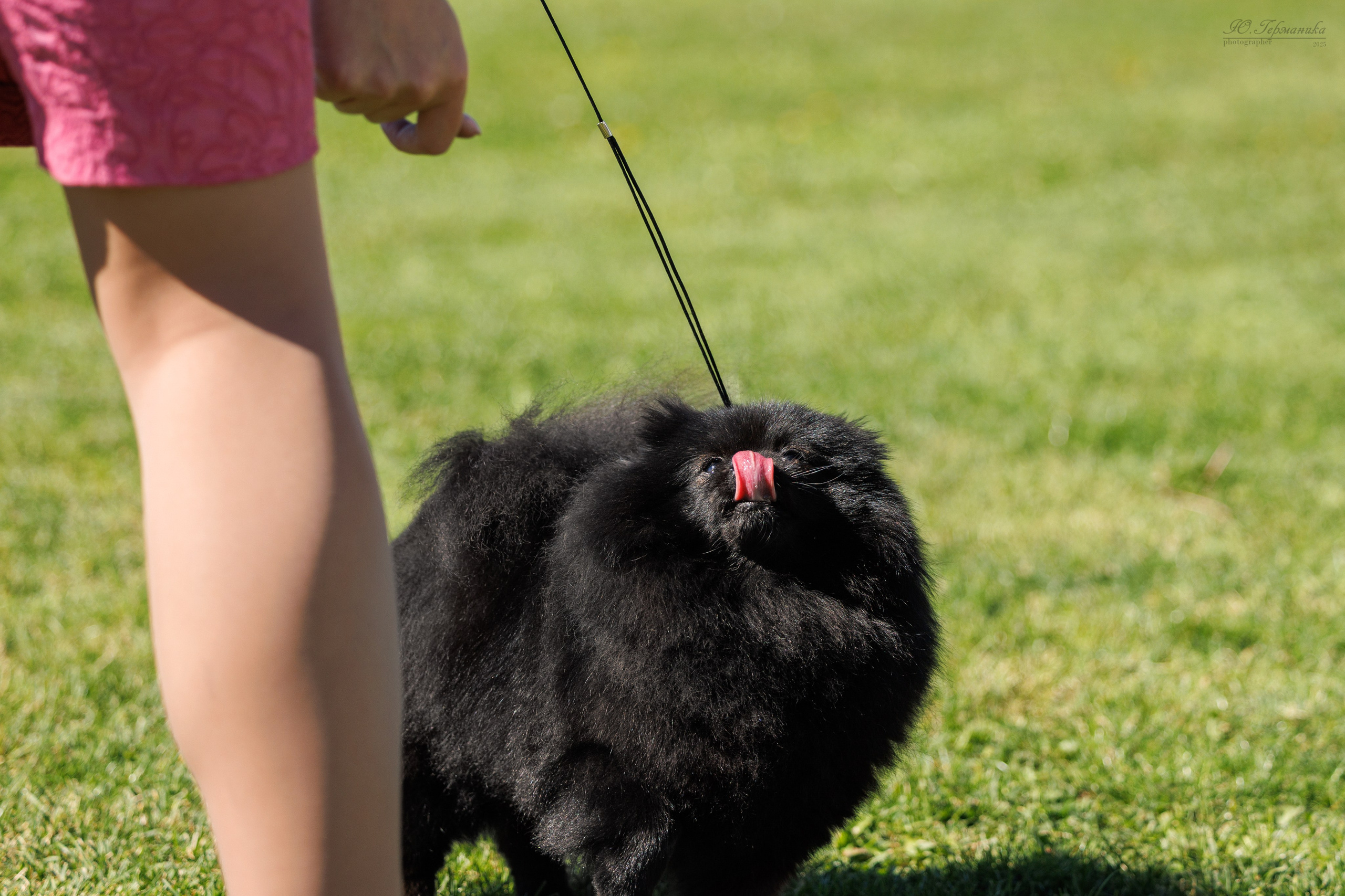 Ереван 14-16.10.2025. Фотограф-анималист Юлия Германика