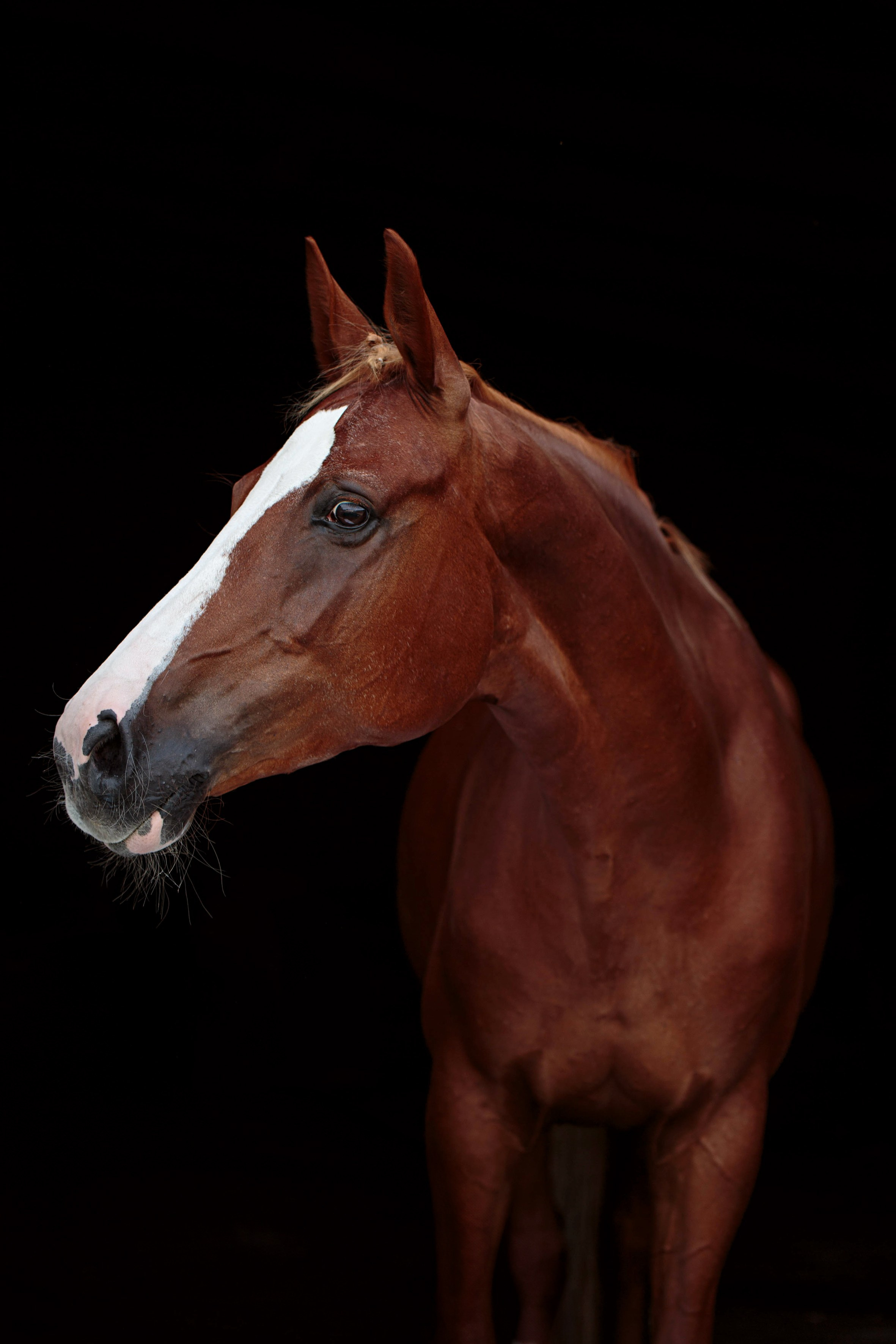СЪЕМКА ЛОШАДЕЙ. Конный фотограф в Красноярске — Любовь Похабова