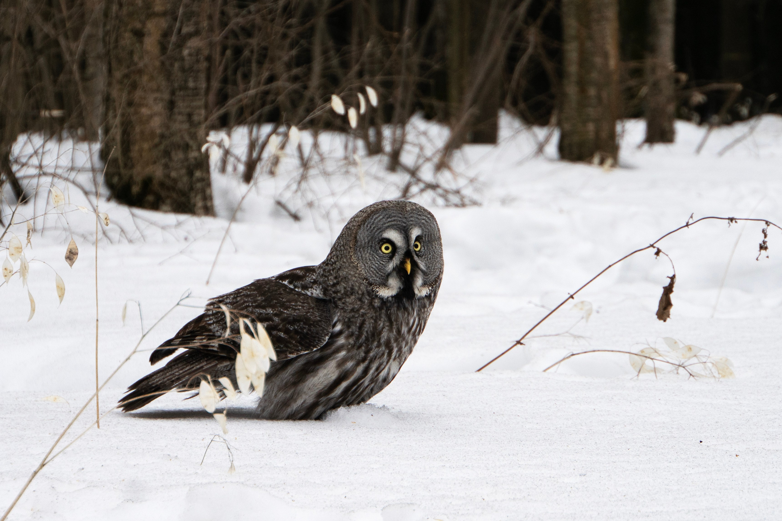 Удивительные мир птиц. Вокруг нас столько прекрасного — присмотритесь!. Ваш личный фотограф Марина Волкова