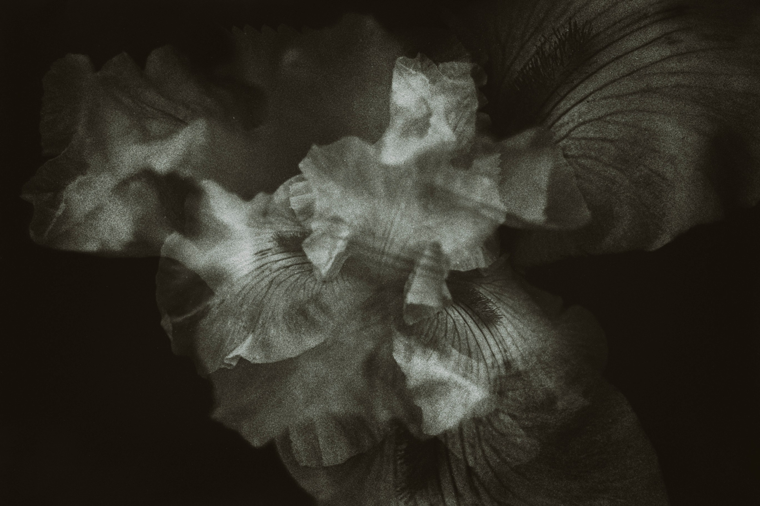 Flowers. Visual artist