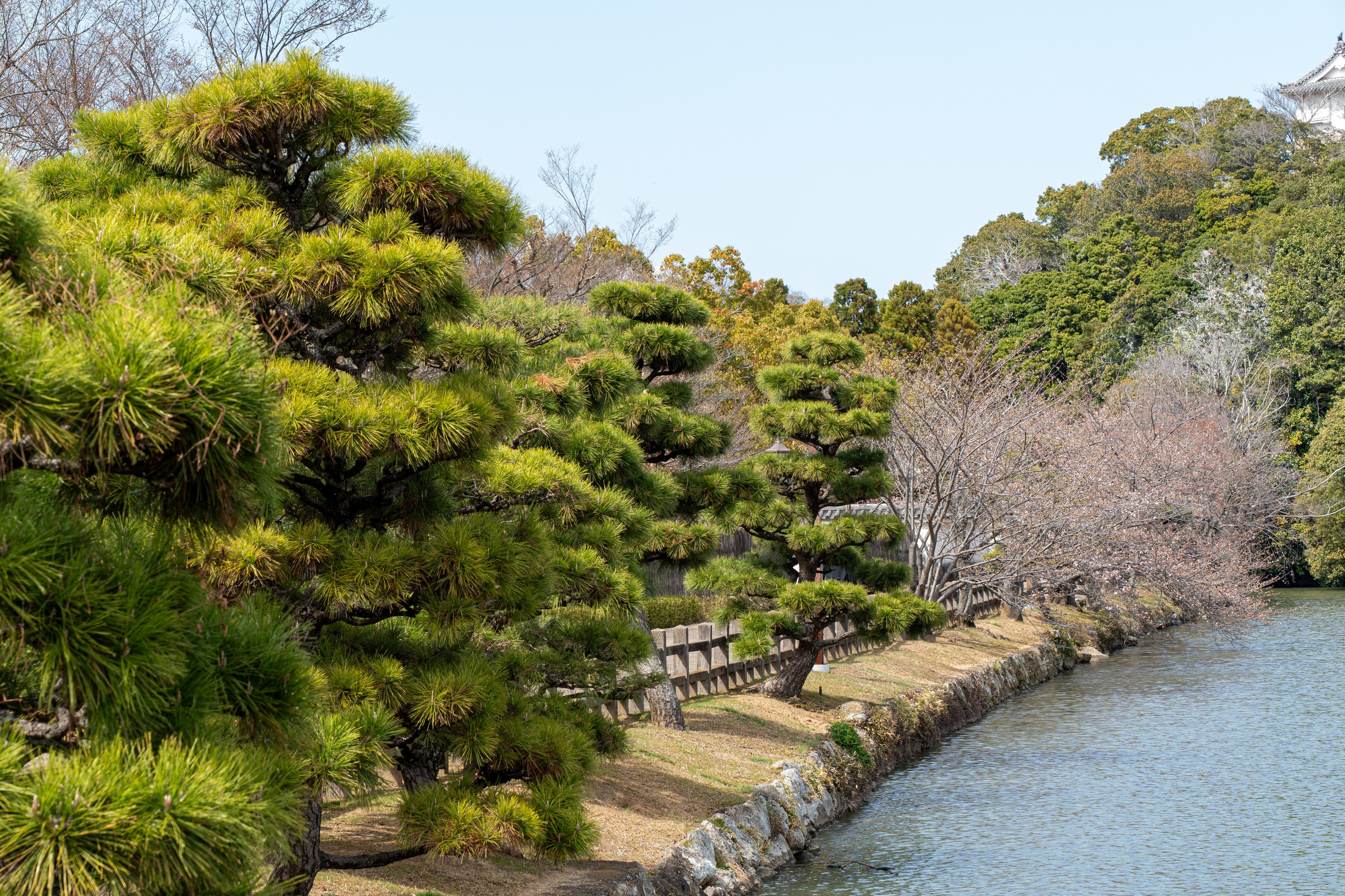 Япония, сакура. Творческие сьемки