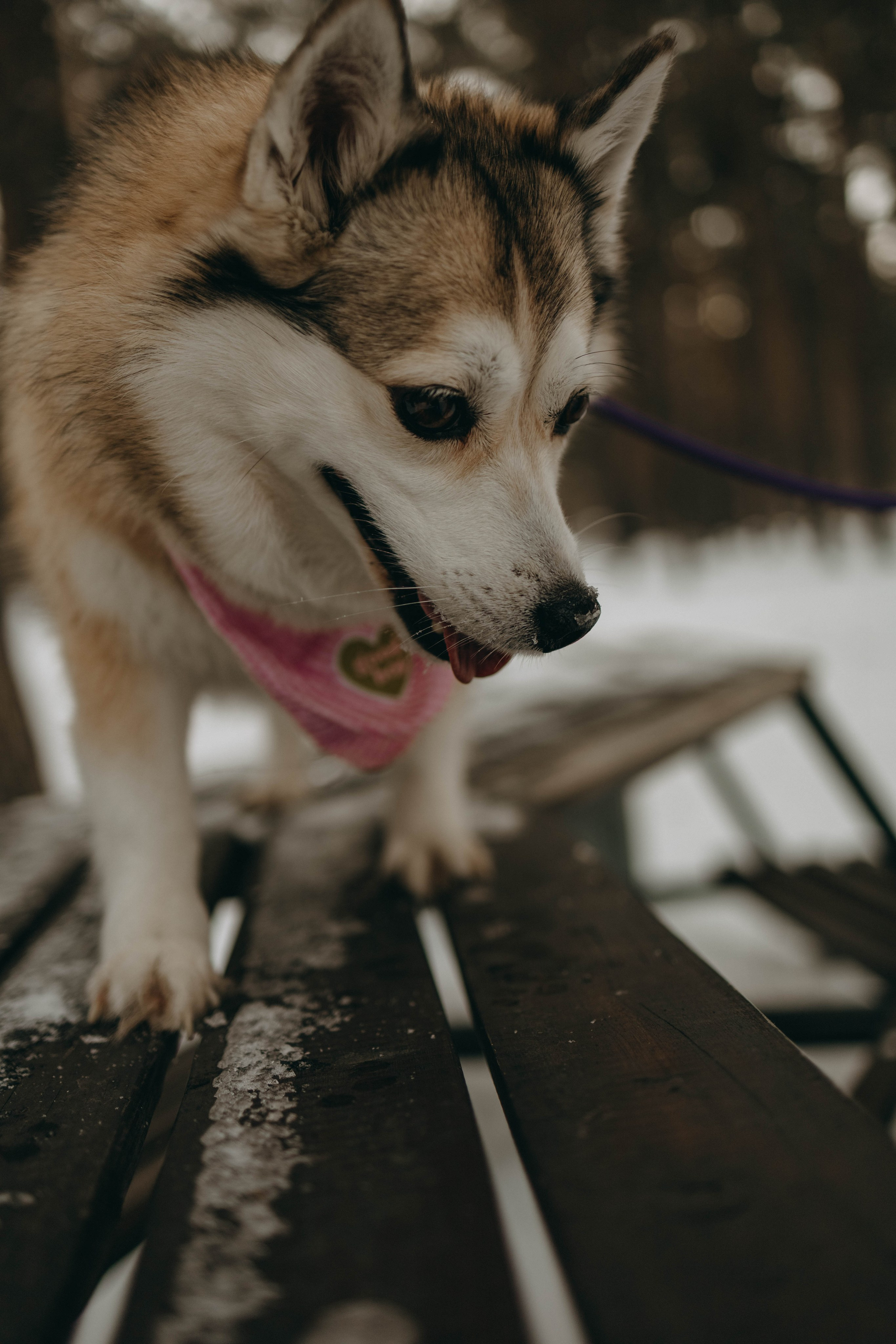 Варвара и Шелби. Фотограф-анималист в Екатеринбурге | Кристина