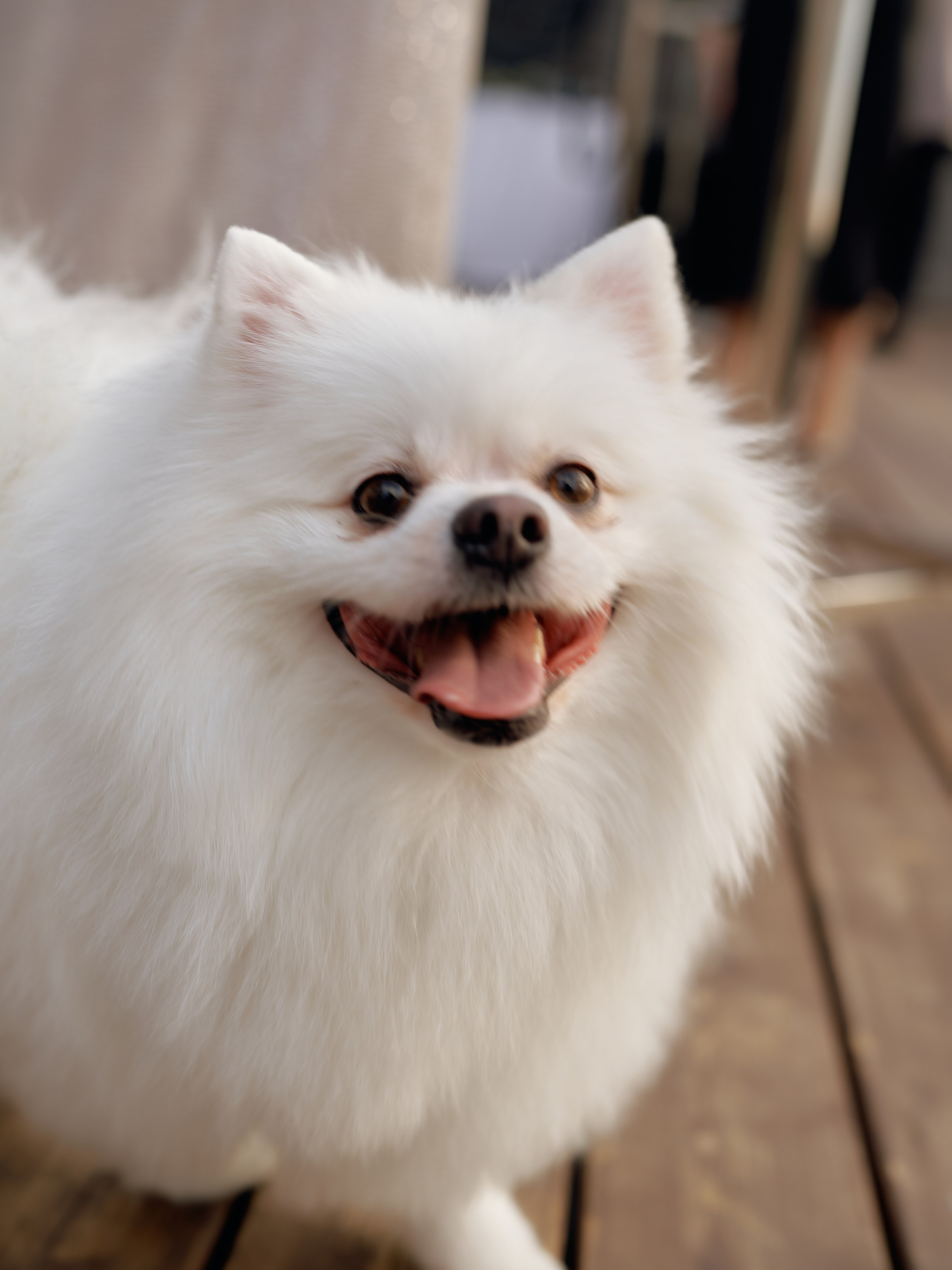 Константин и Ксения 16.09.2023. Фотограф и видеограф Елена Хмелевская