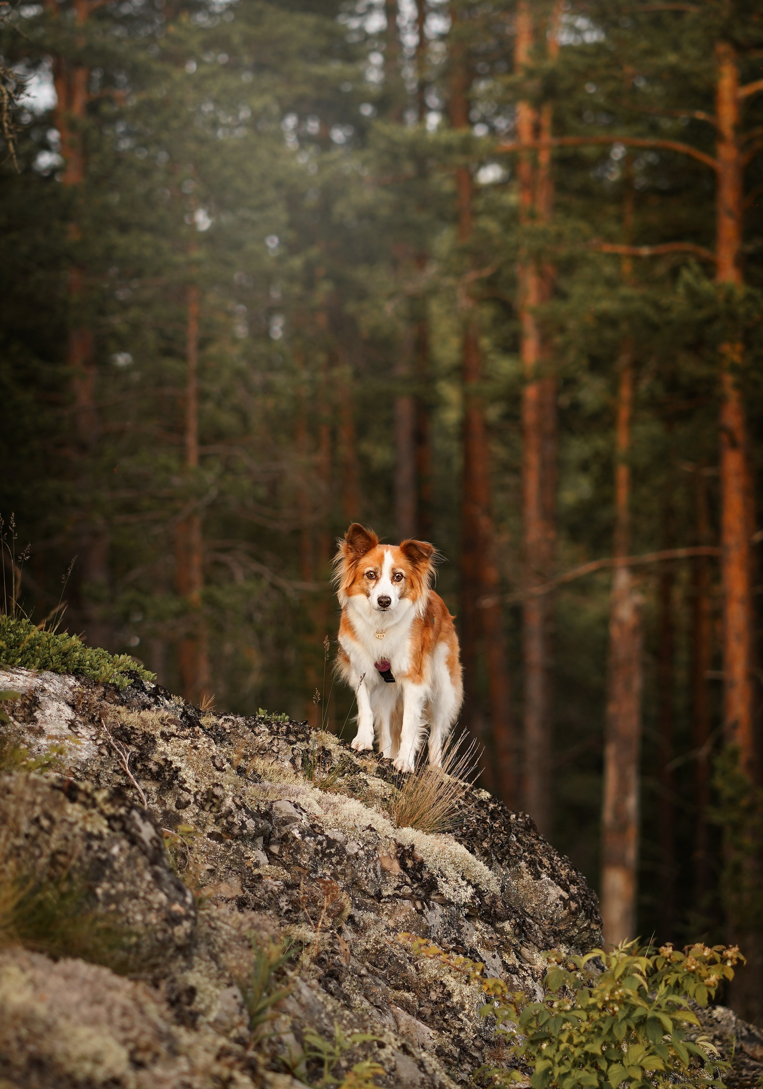 Карелия. Фотограф-анималист в Санкт-Петербурге Яна Мартынова
