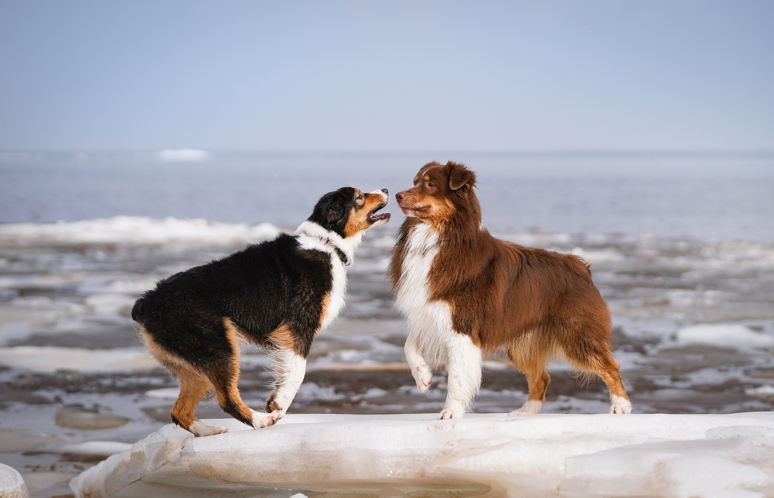Аусси на Ладоге. Фотограф-анималист в Санкт-Петербурге Яна Мартынова
