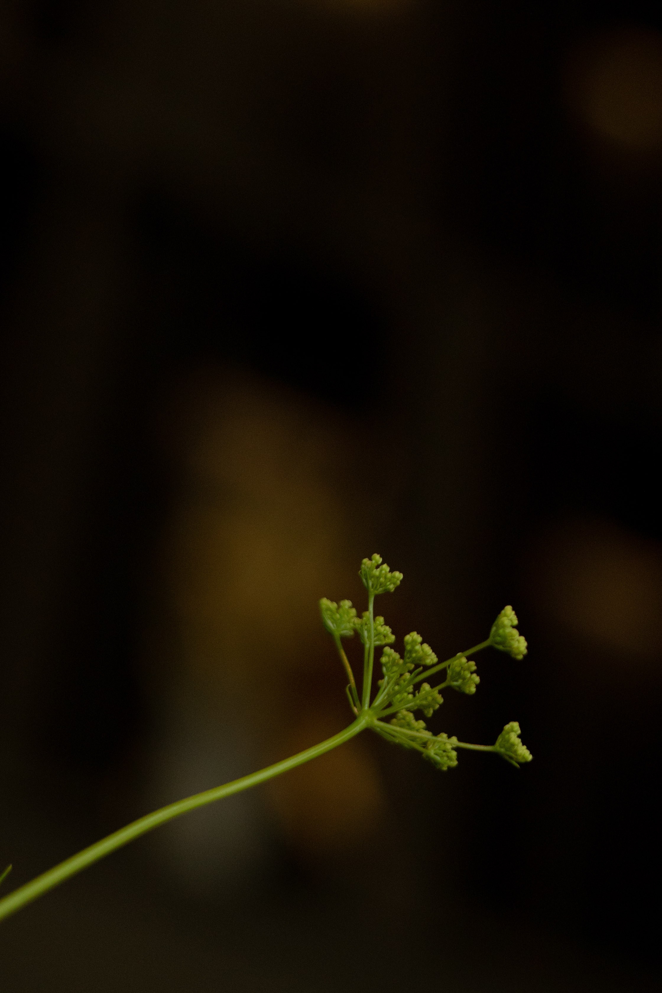 Алина & Николай. Оформление свадеб, декор свадеб Вера Маркова, Москва