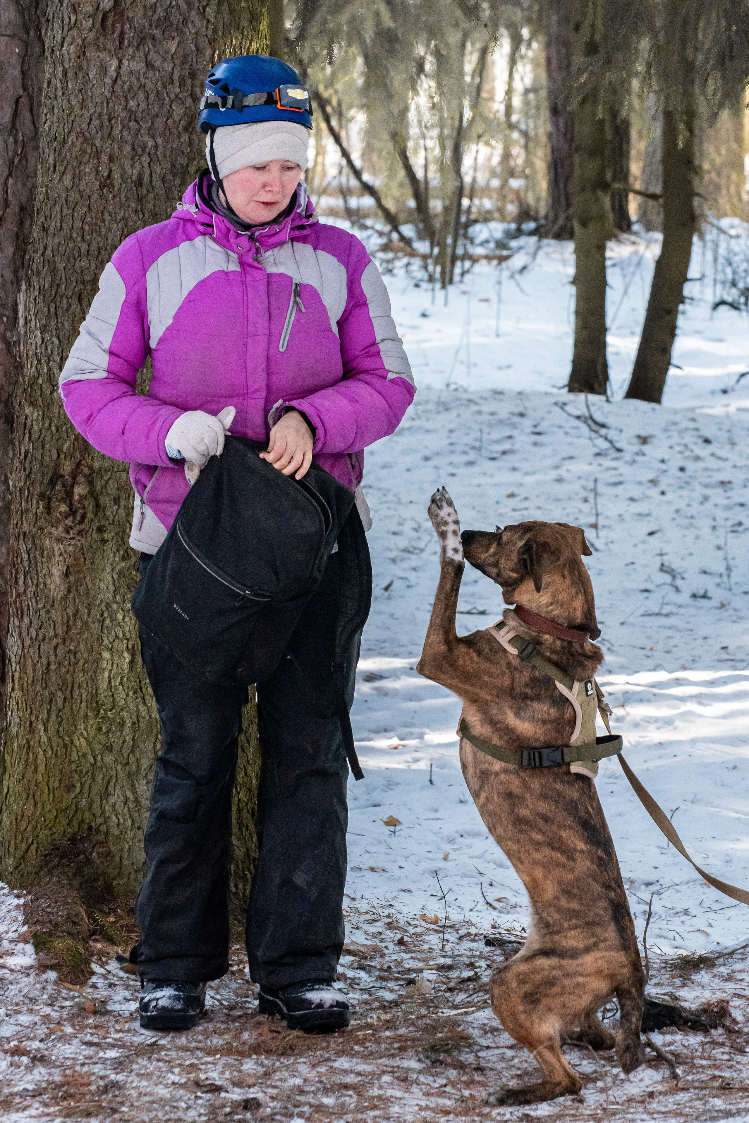 Фотосъёмка с собаками в Кинологическом лагере. Фотограф Макс Огурцов в Нижнем Новгороде