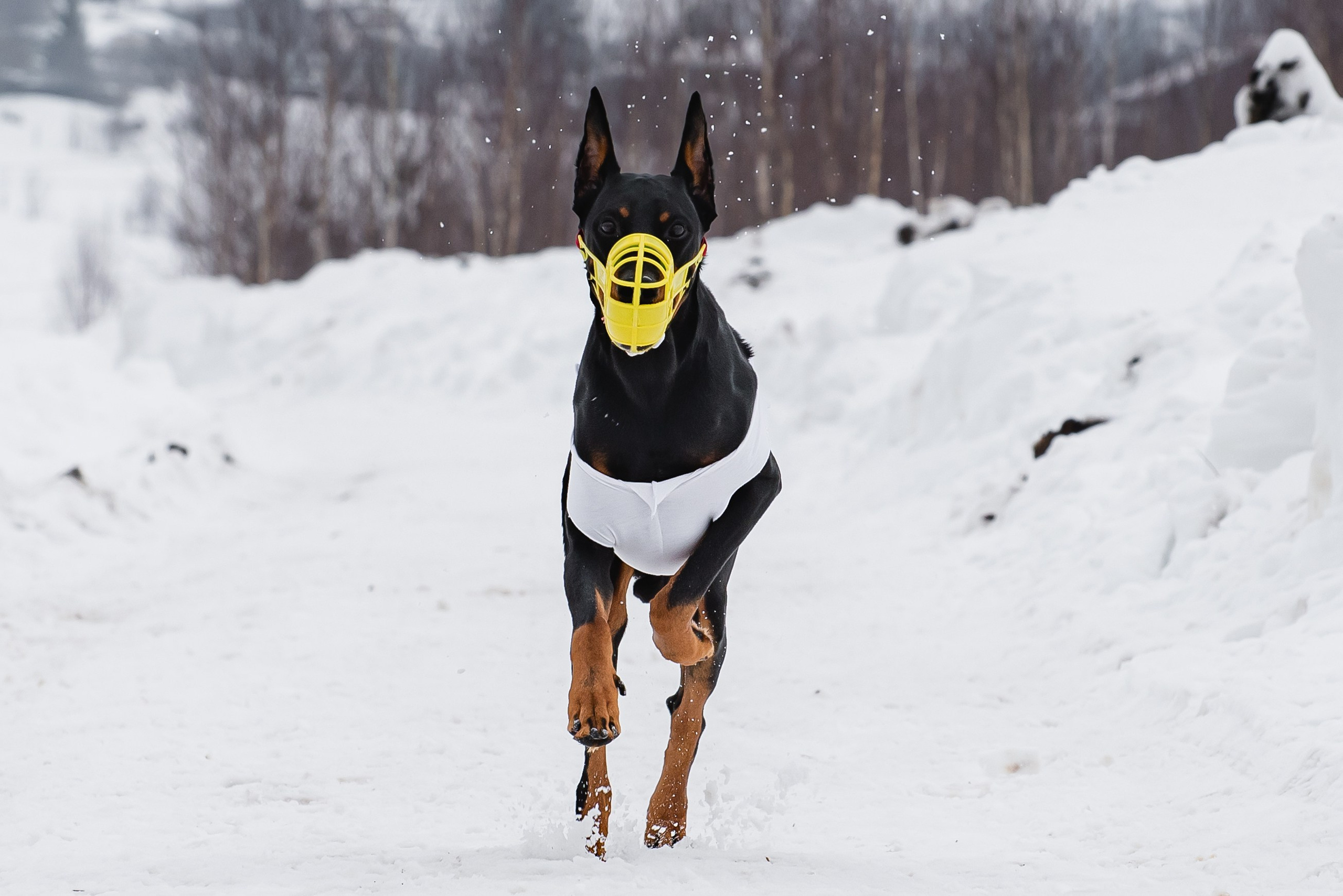 Спортивный фотограф анималист курсинг. Фотограф Макс Огурцов в Нижнем Новгороде