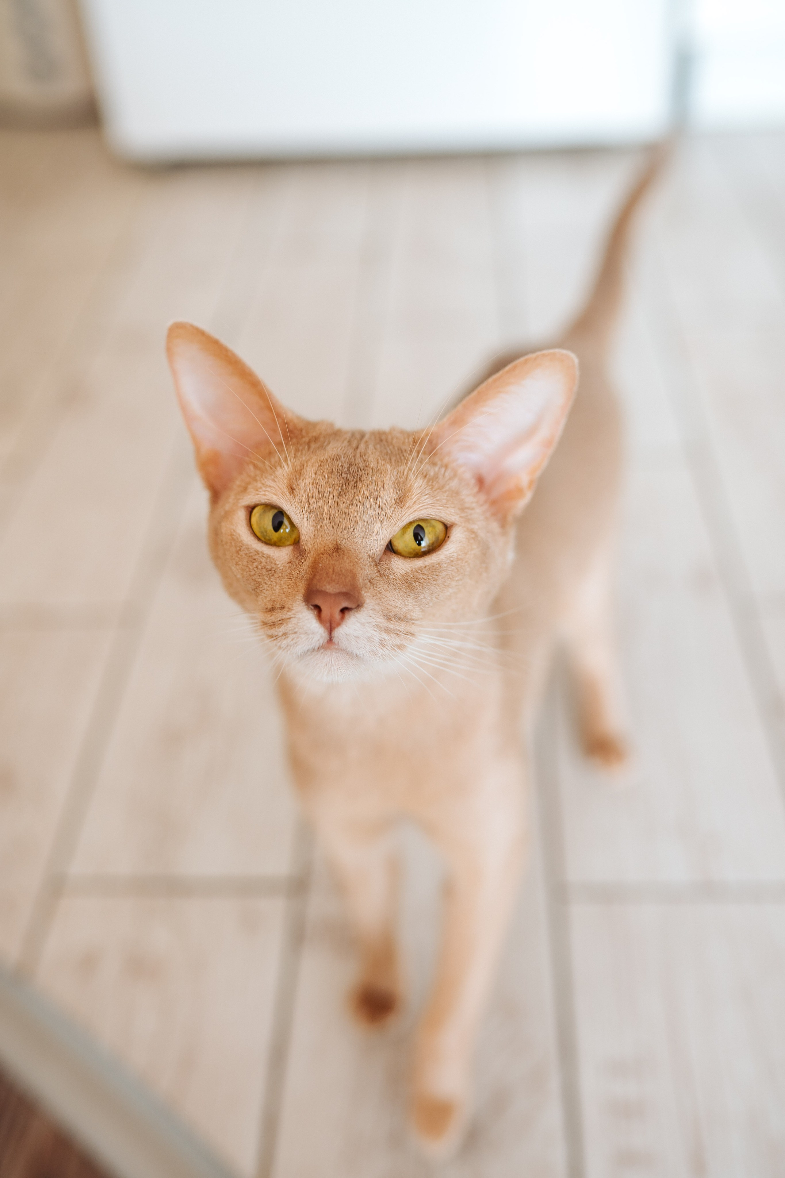 Виолетта и Дмитрий. Фотограф и видеограф в Смоленске и Москве Денис Медведев