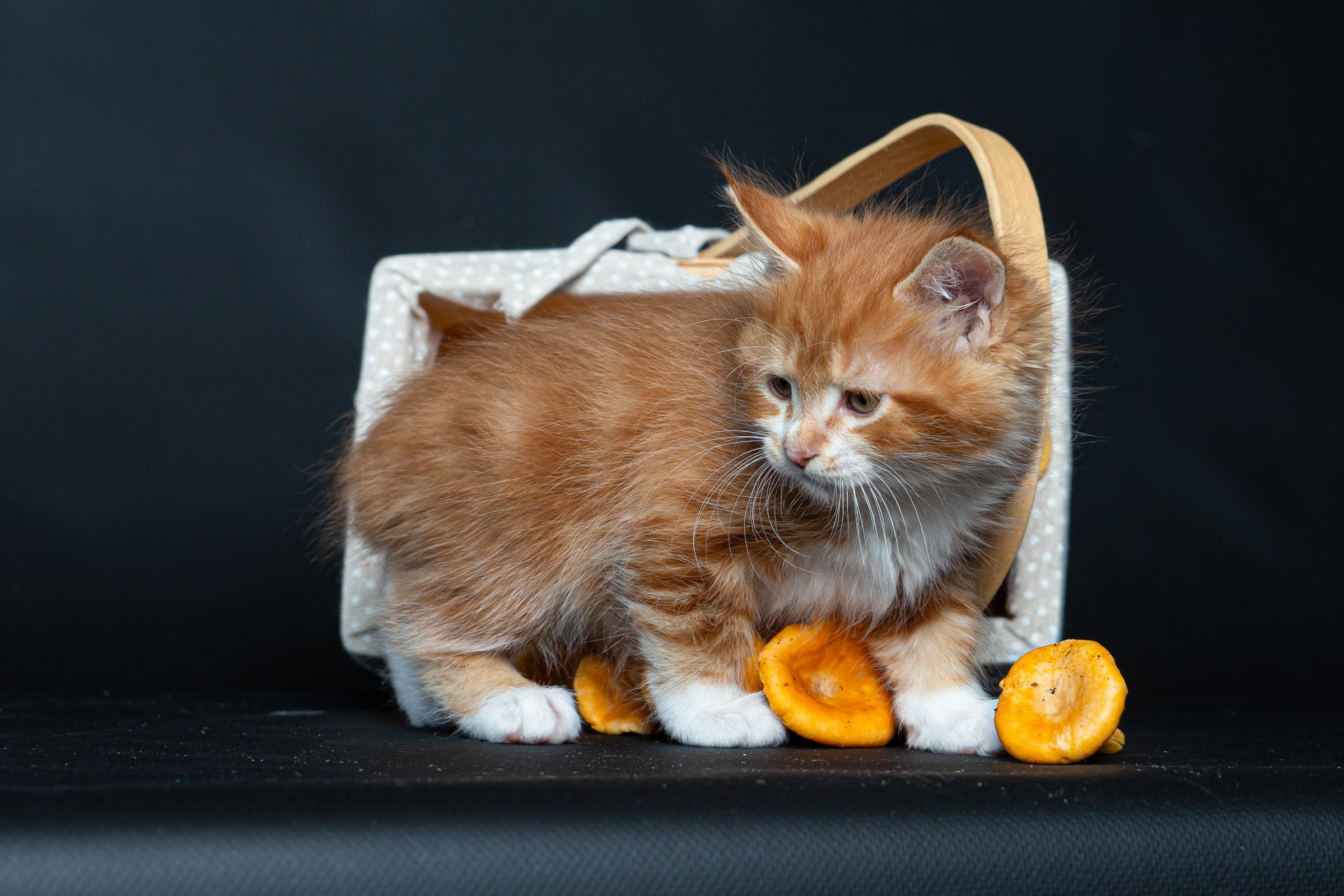 Курильский бобтейл. Фотограф на Камчатке Анна Моргачёва. Семейные и детские съёмки