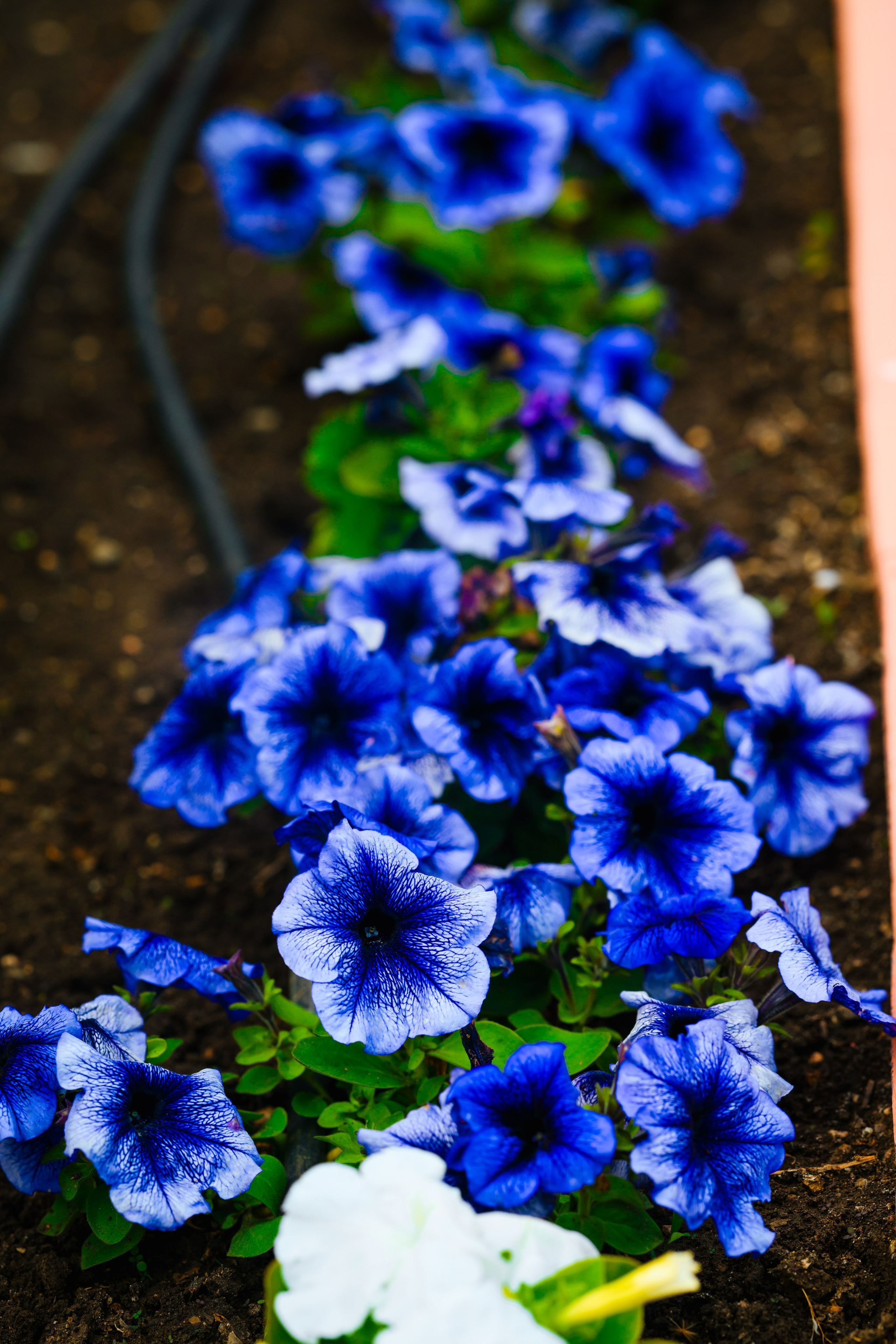 Свадебные фотосессии. Роспись в ЗАГСе. Выездная регистрация. Студийный и свадебный фотограф и видеограф в Севастополе — Юлия Макаренко