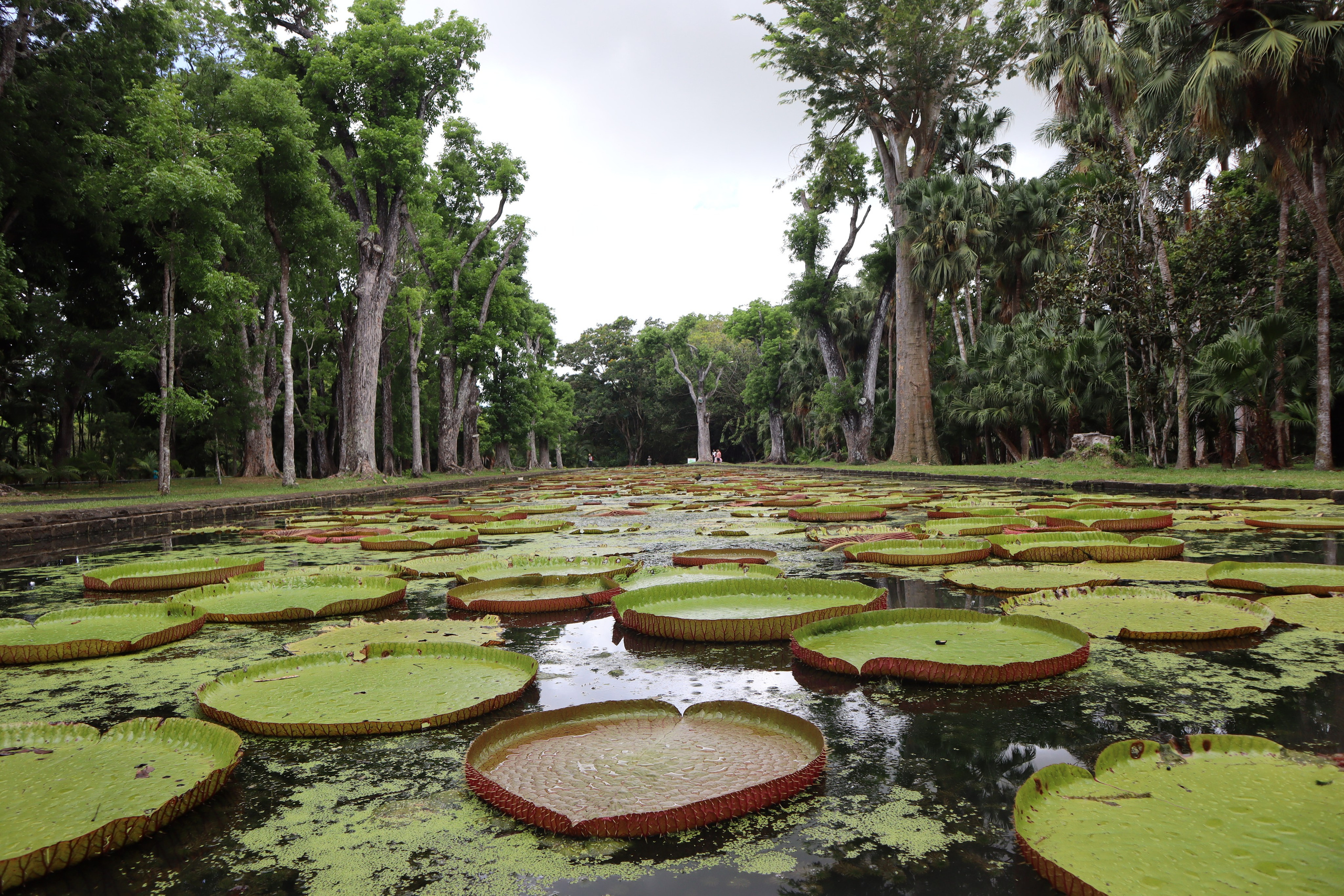 Путешествие на родину птицы додо. Travel photographer Ksenia