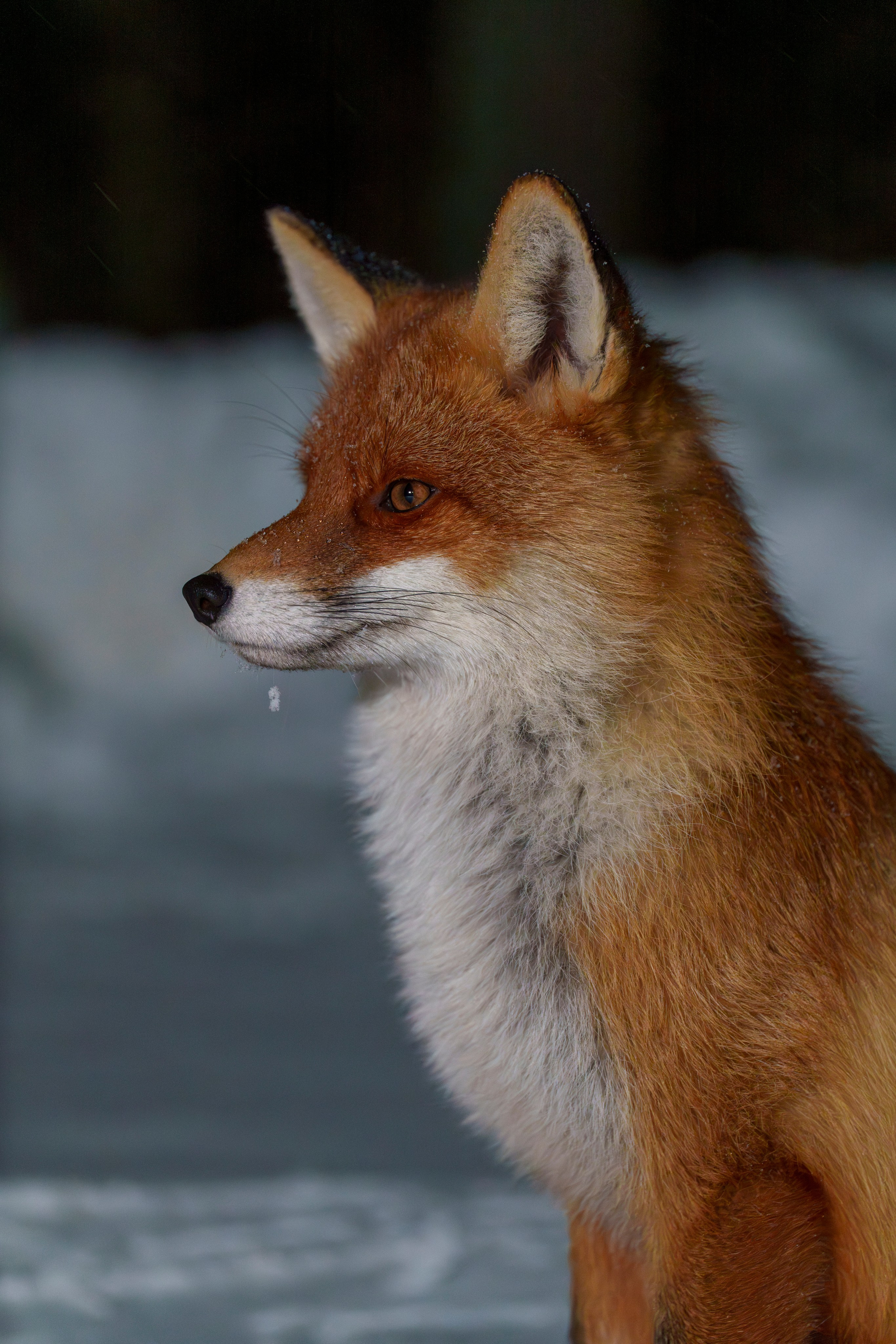 Animals — Животные