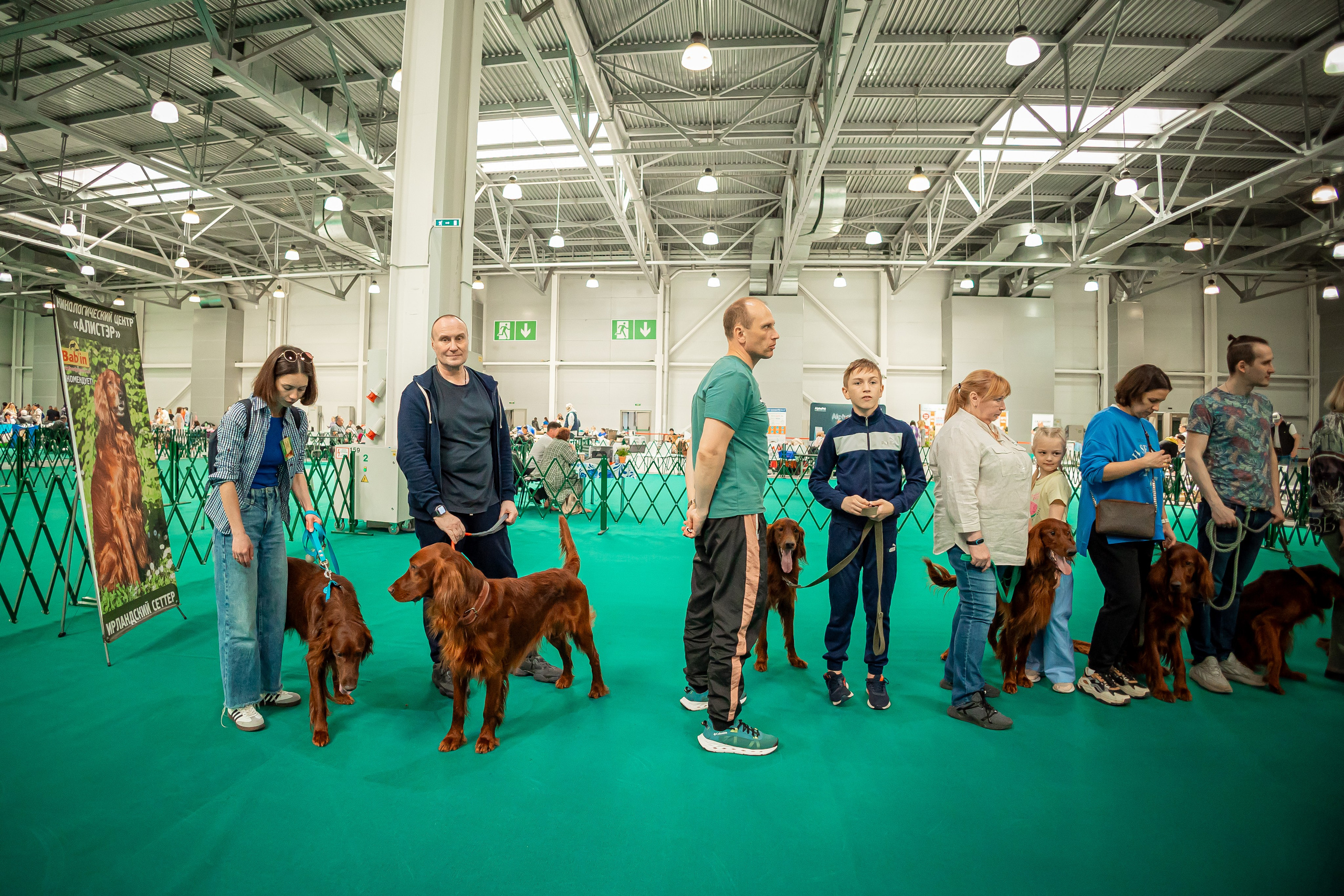 Выставка сеттеров 19.05.24